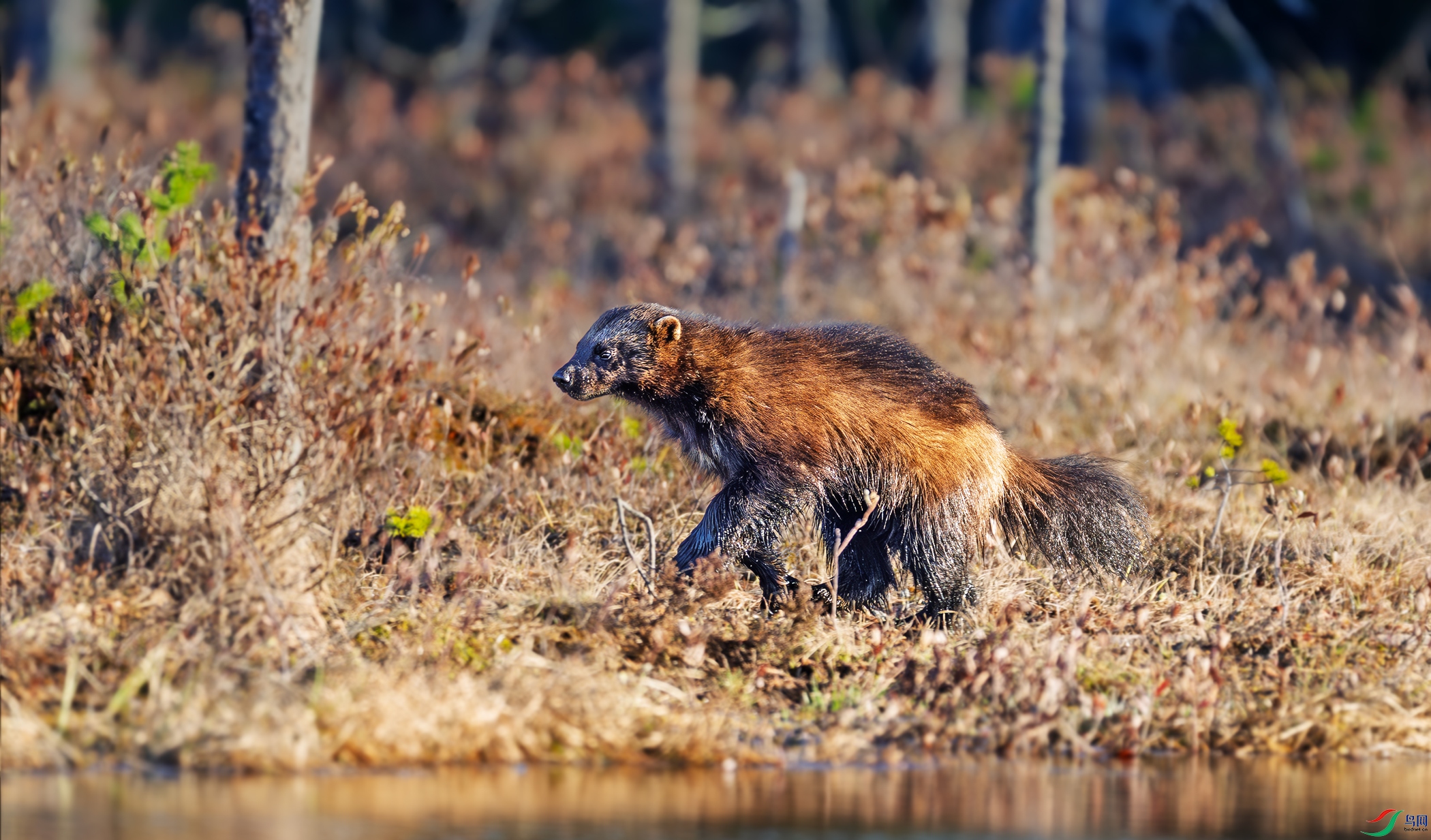 _DSC4156-1.jpg