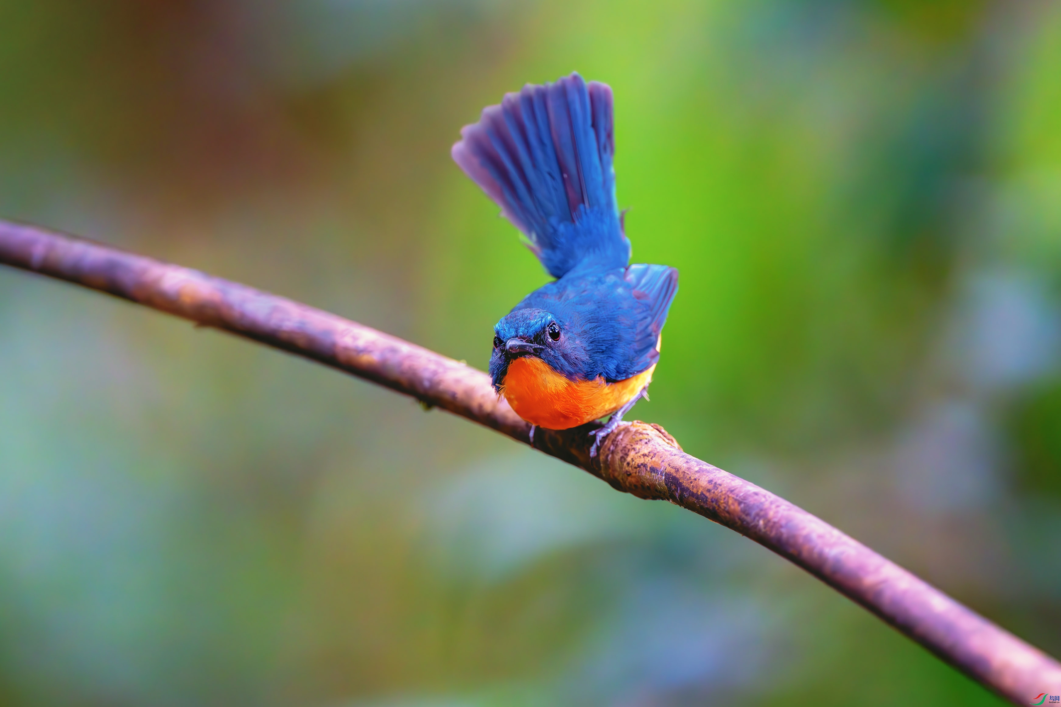 _DSC8221-����ǿ-NR ����1.jpg