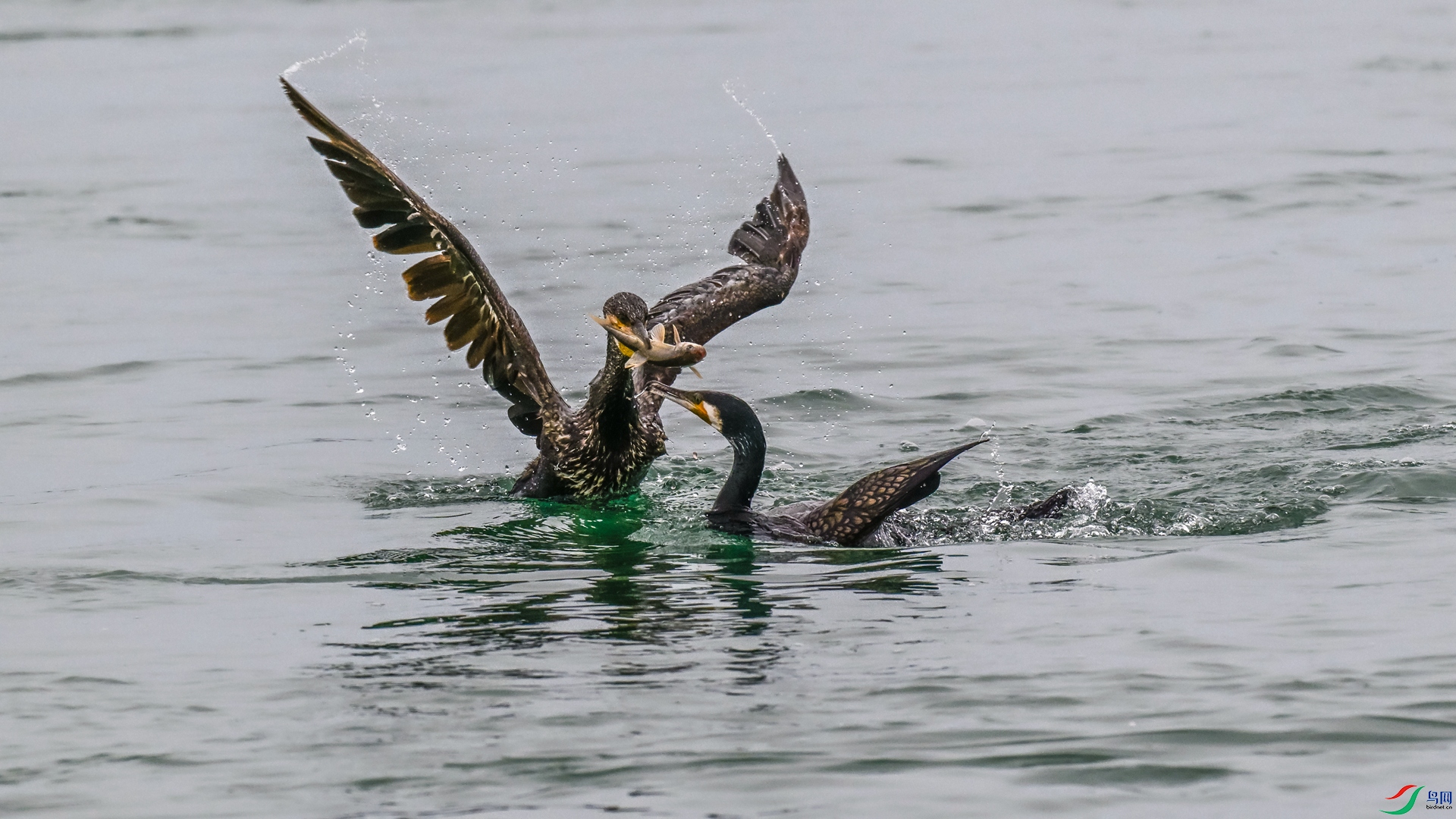 _DSC3078_���� - ����.jpg