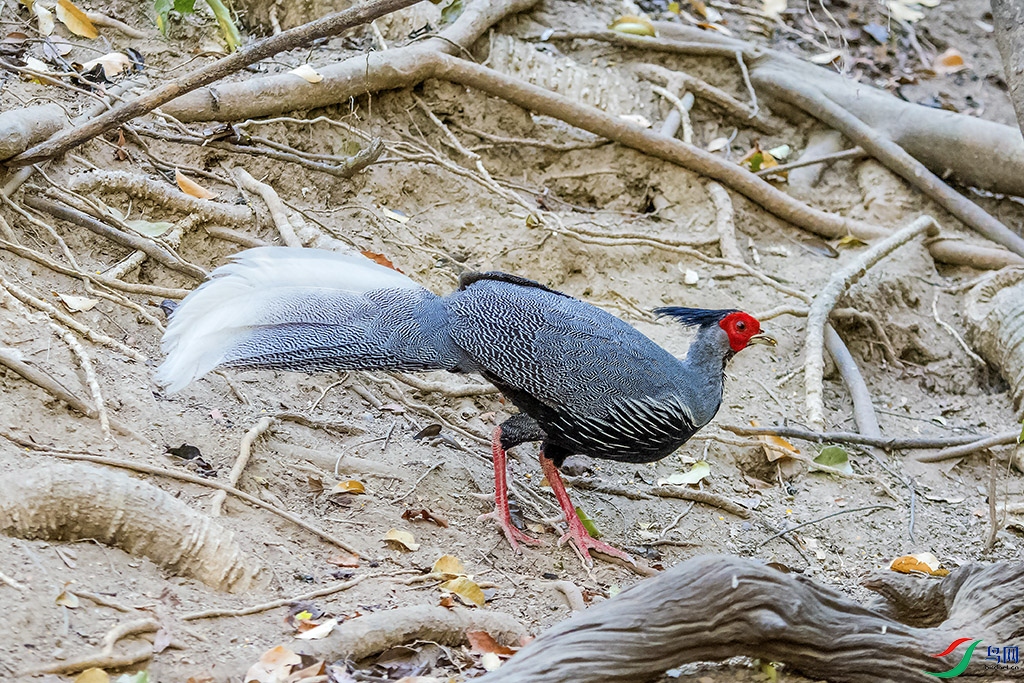 _DSC8564.jpg