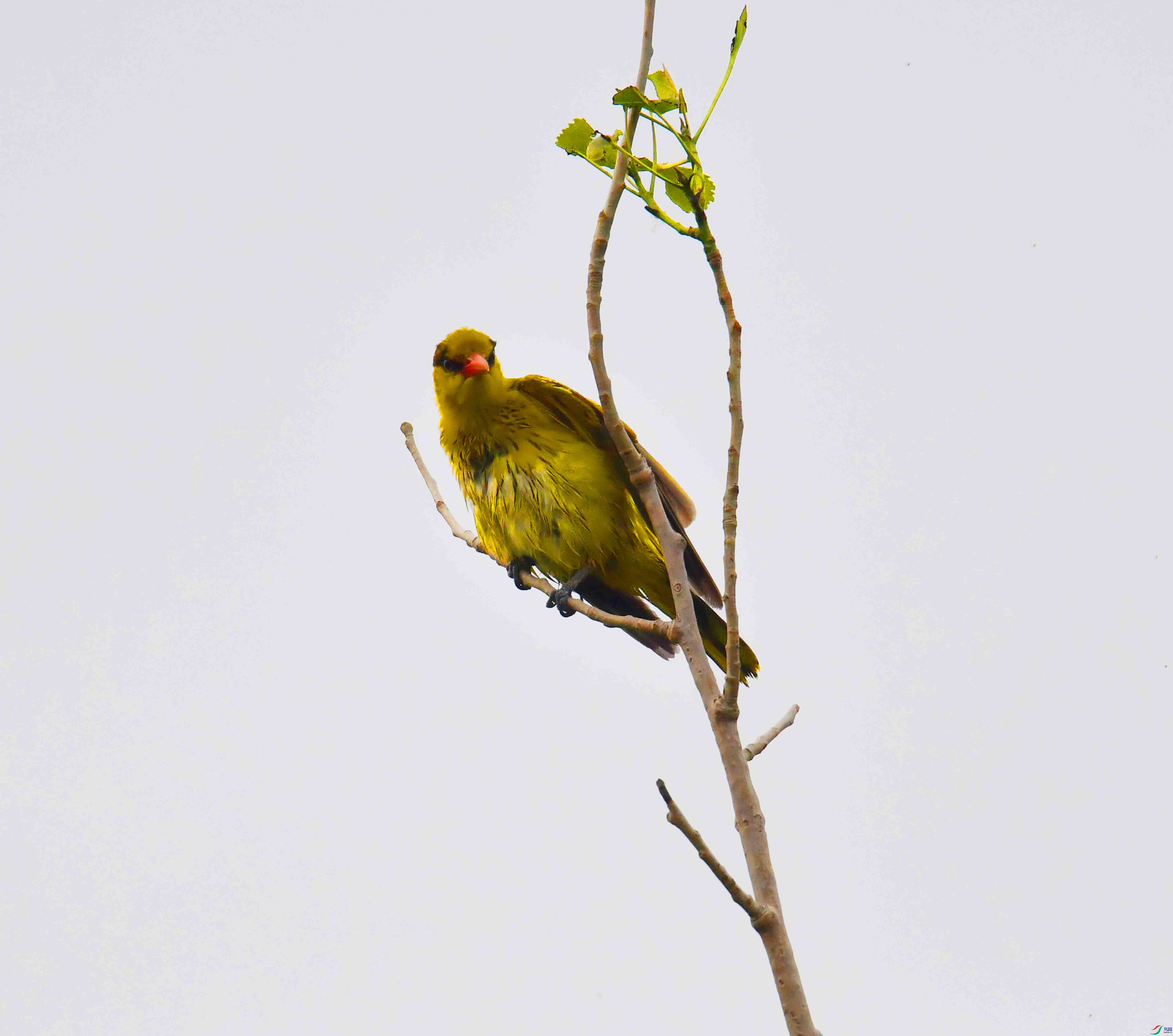DSC_7868.JPG