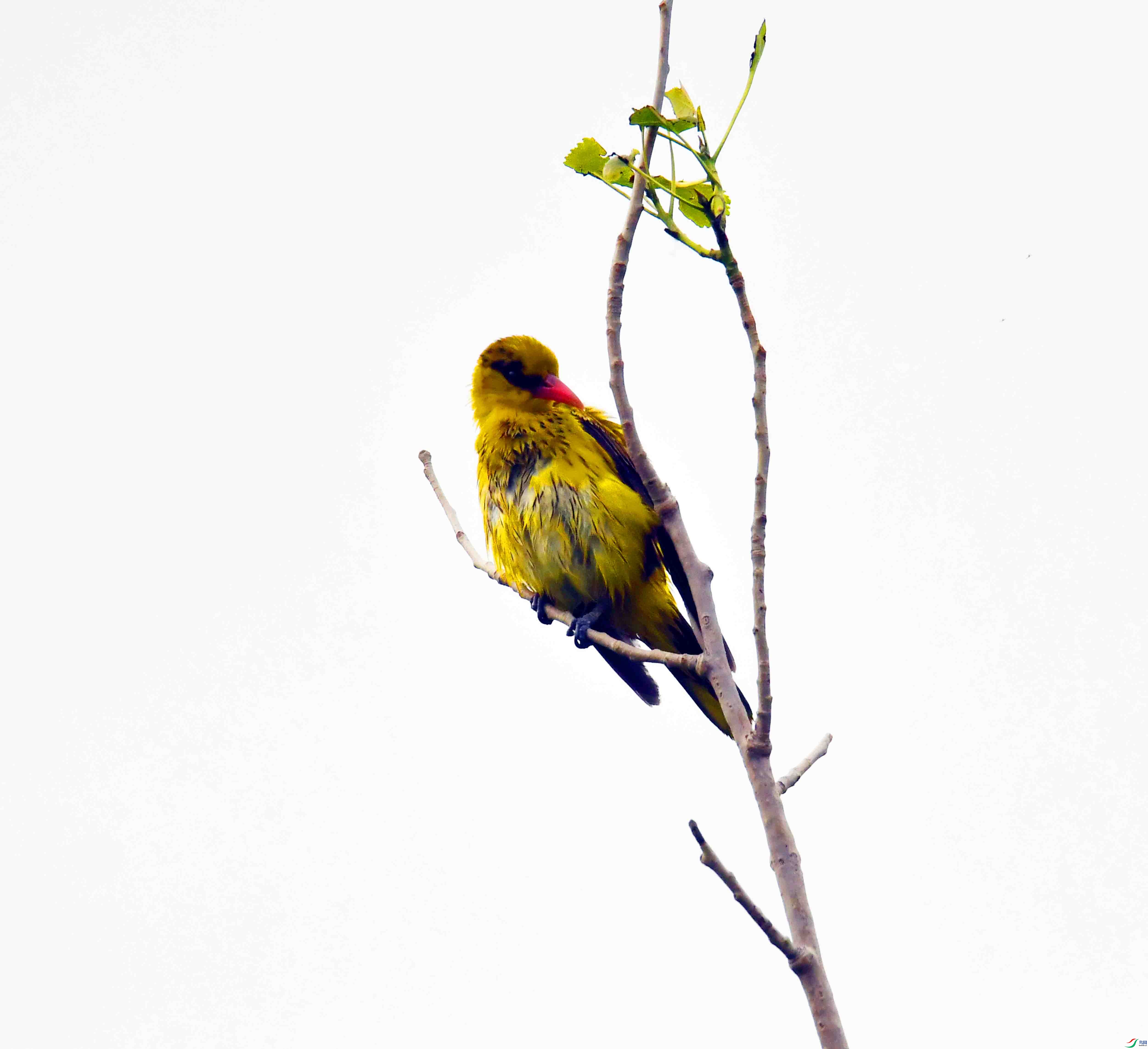 DSC_7959.JPG