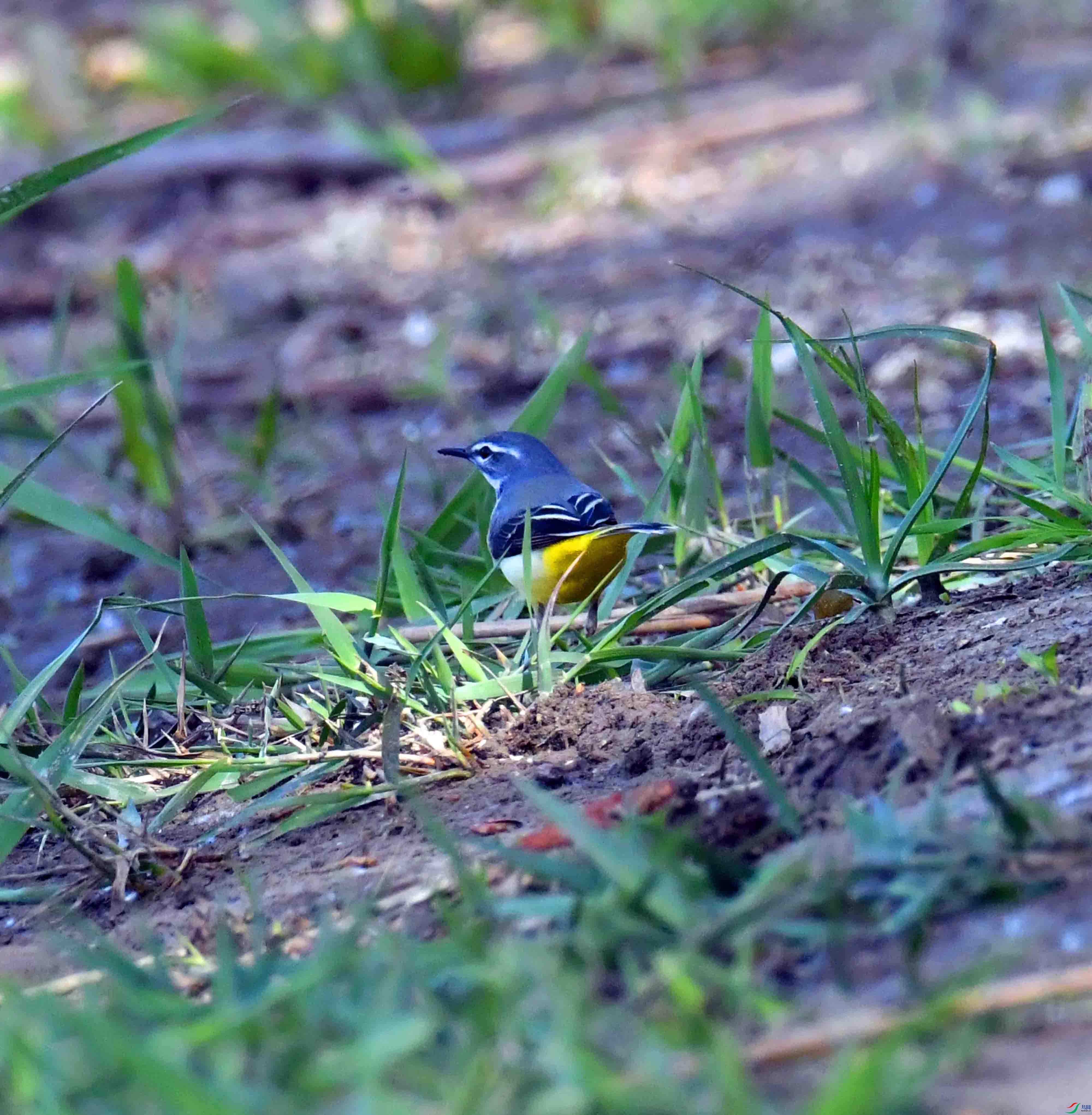 DSC_0027.JPG