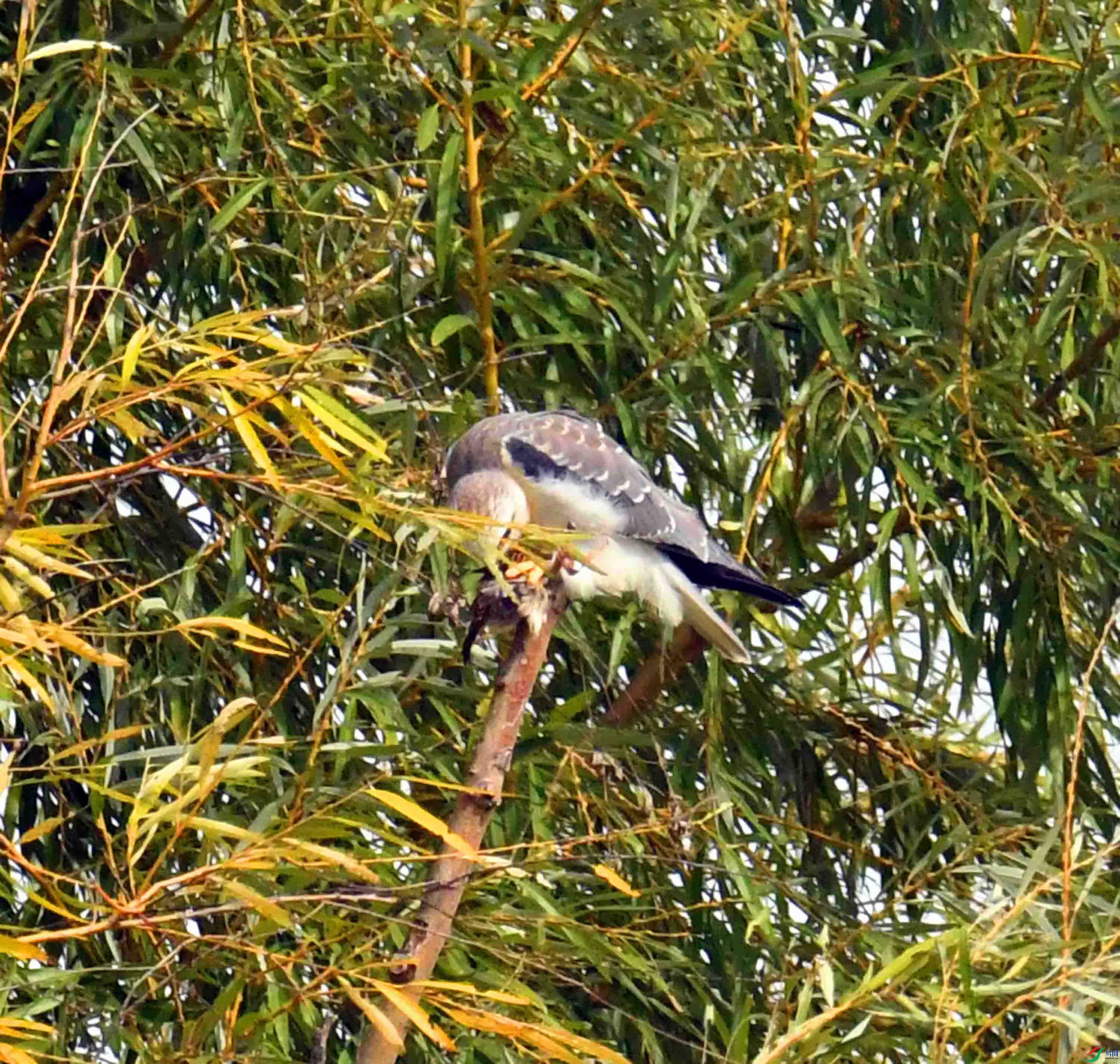 DSC_1049.JPG