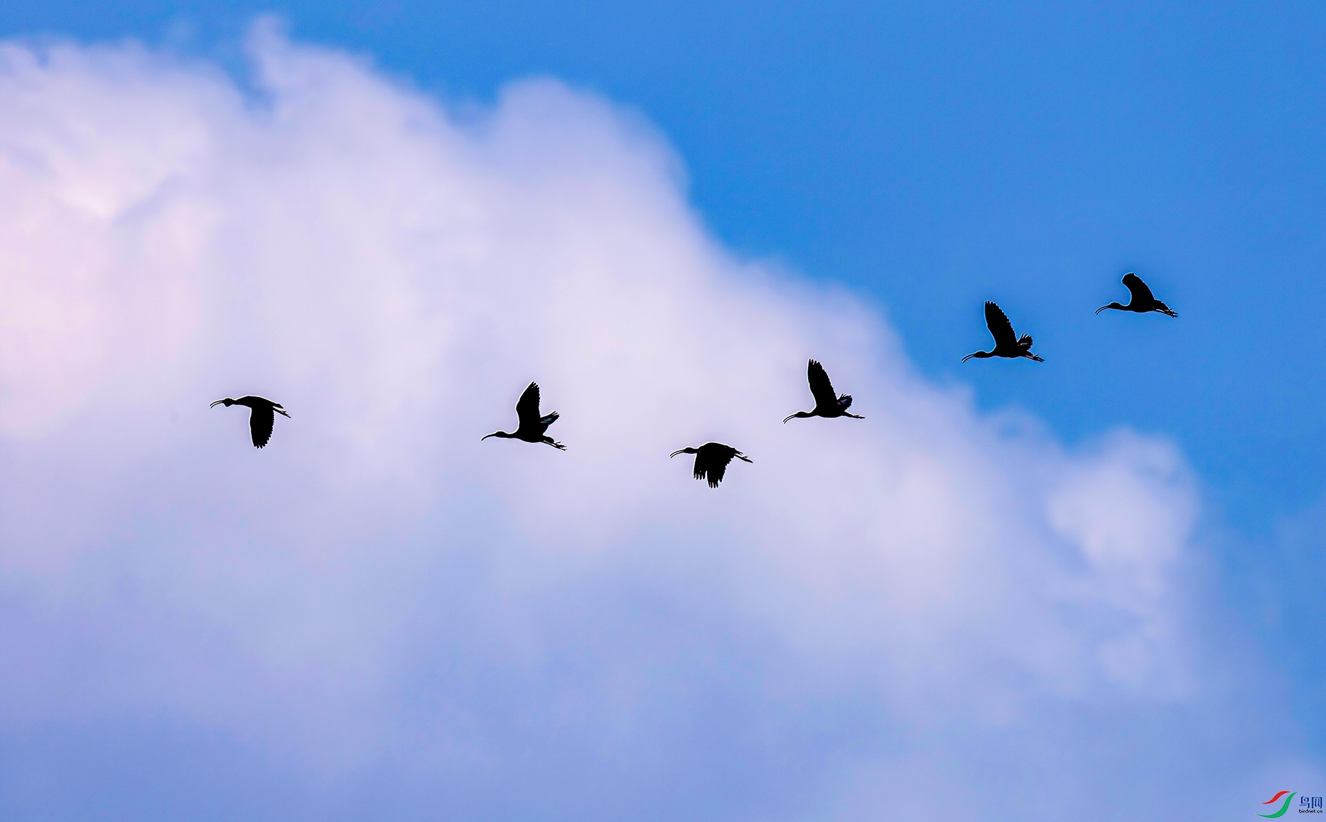 060A9830 ����-Sha----1 .jpg