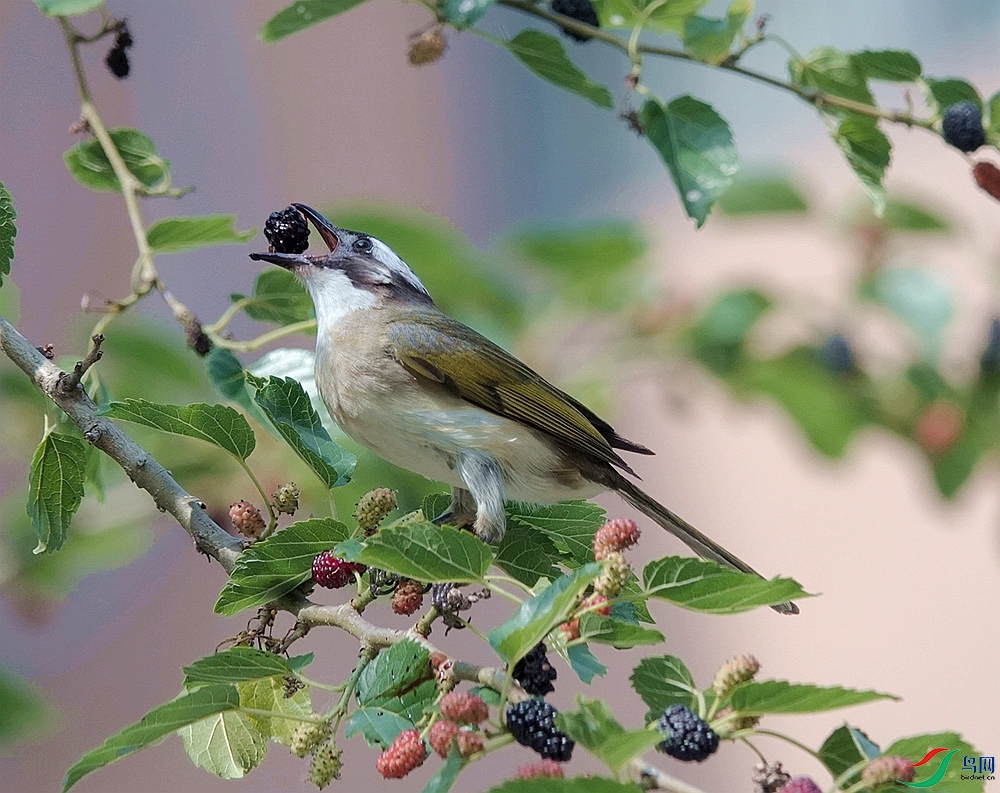 DSC09428 - ����_����.jpg