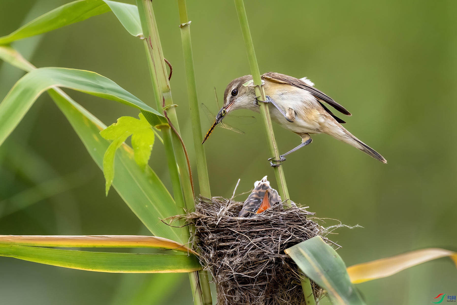 IMG_0636 ����.jpg