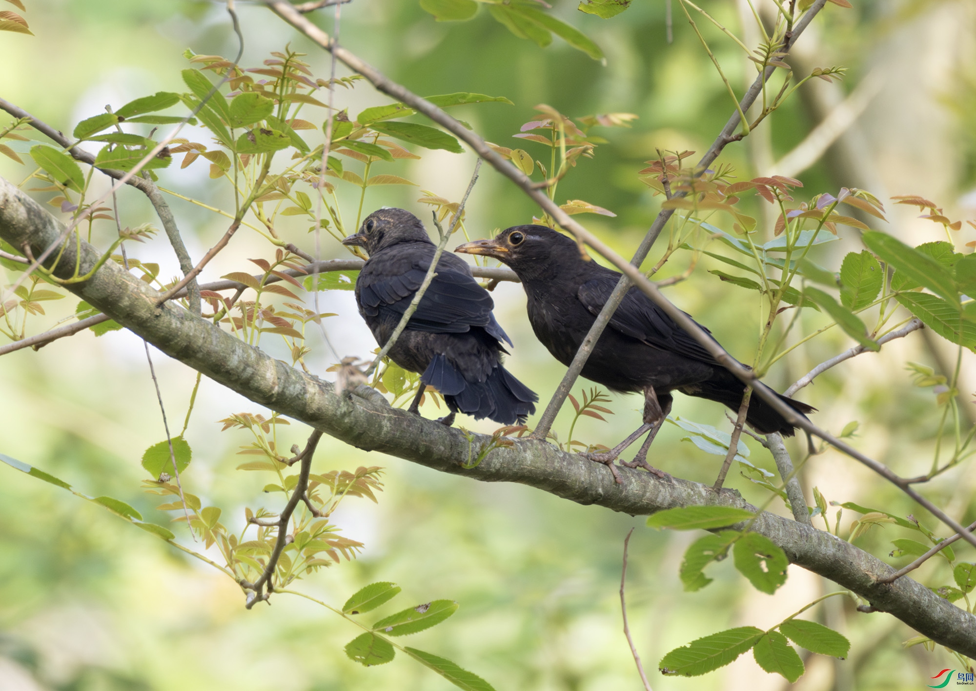 2I1A1041-����ǿ-NR ����.jpg