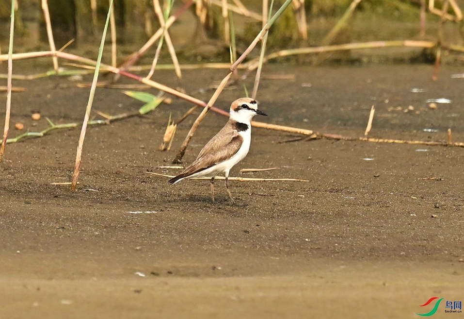 Ũ�����Ǿ�����