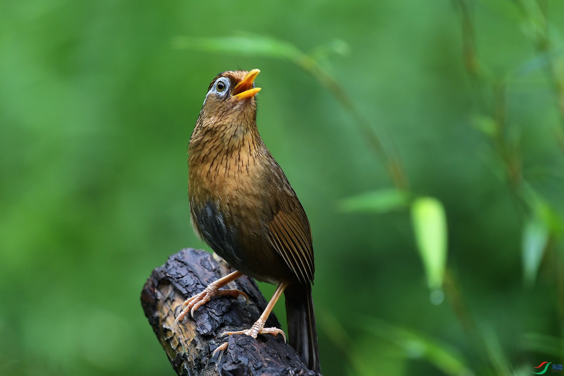 DSC_8711_�ּ�����  ��֧ɽ��.jpg