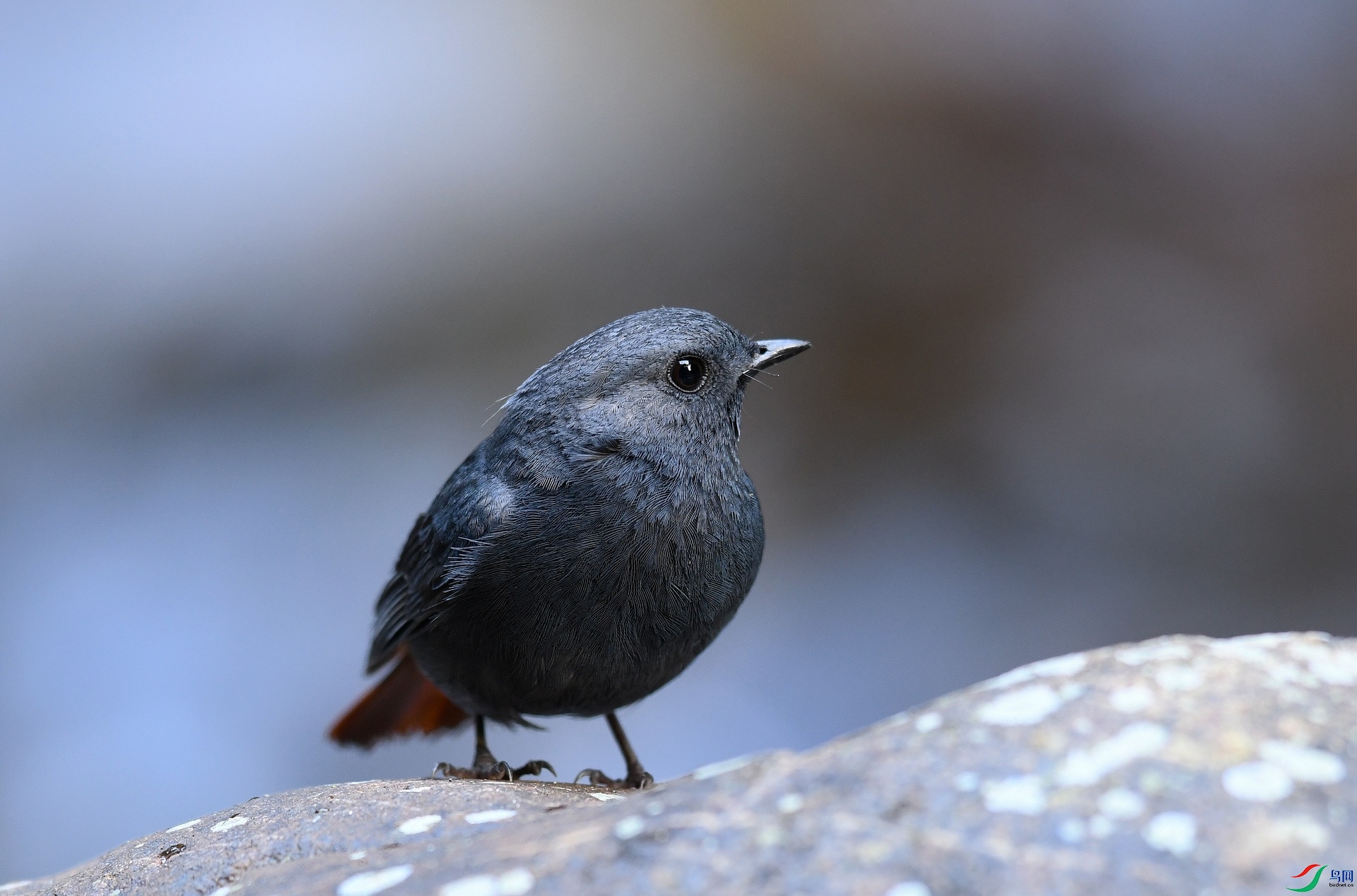 DSC_7998.jpg