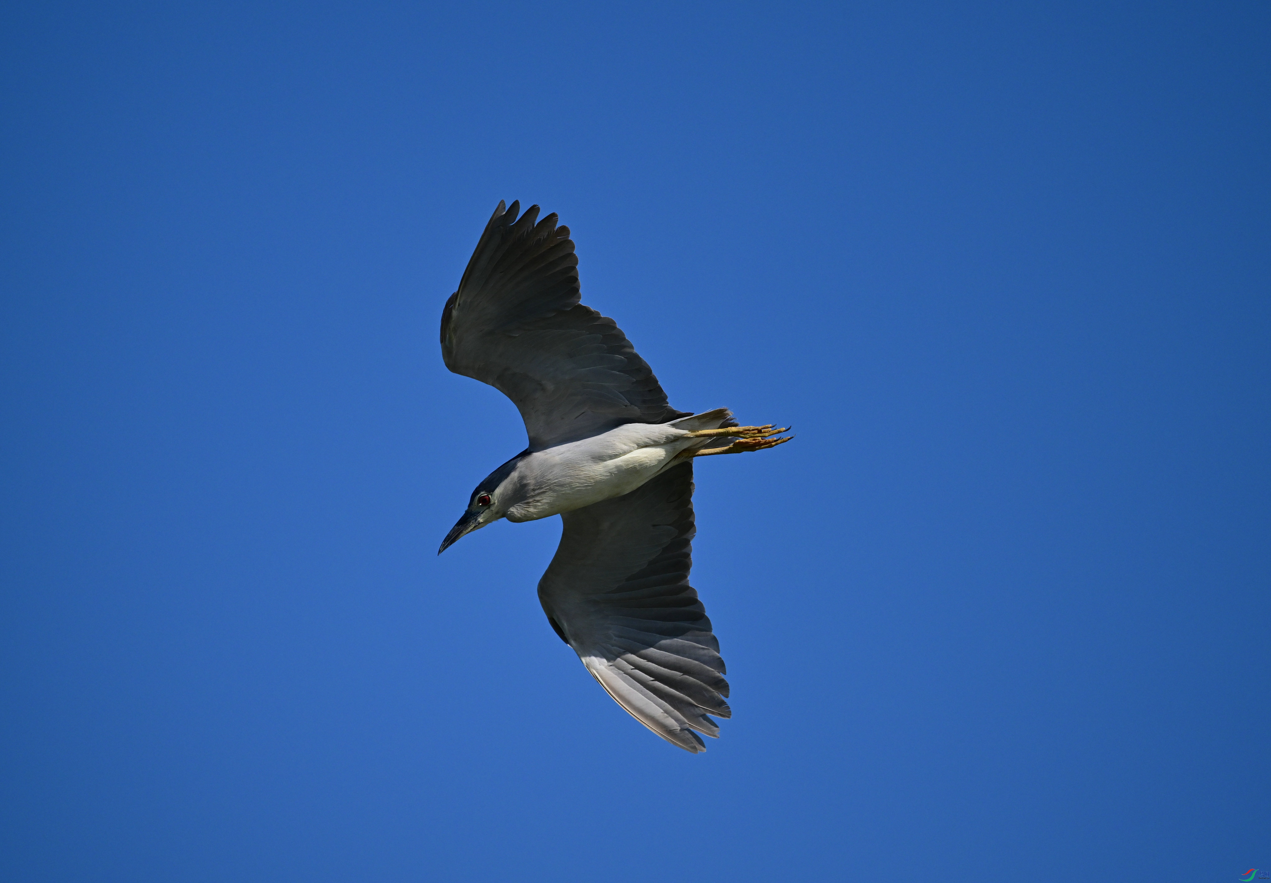 DSC_9177.jpg