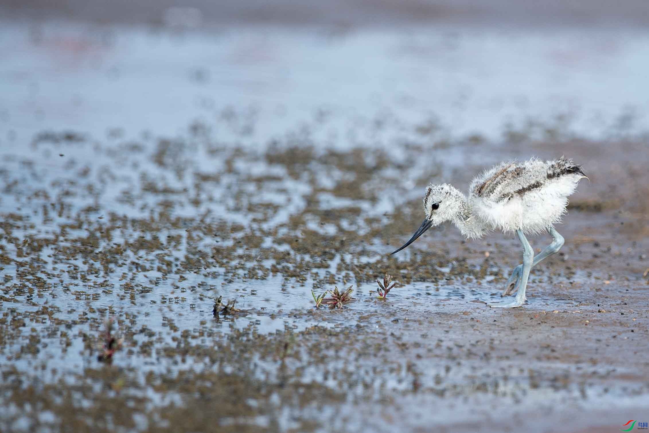 DSC_9854 ����.jpg