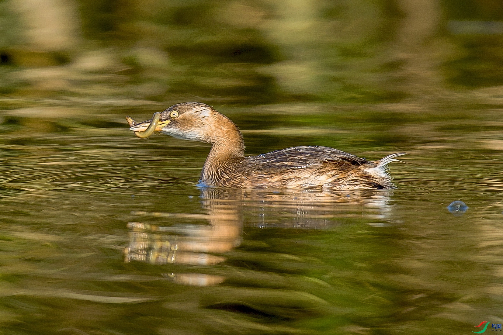 _MG_0586 ����.jpg