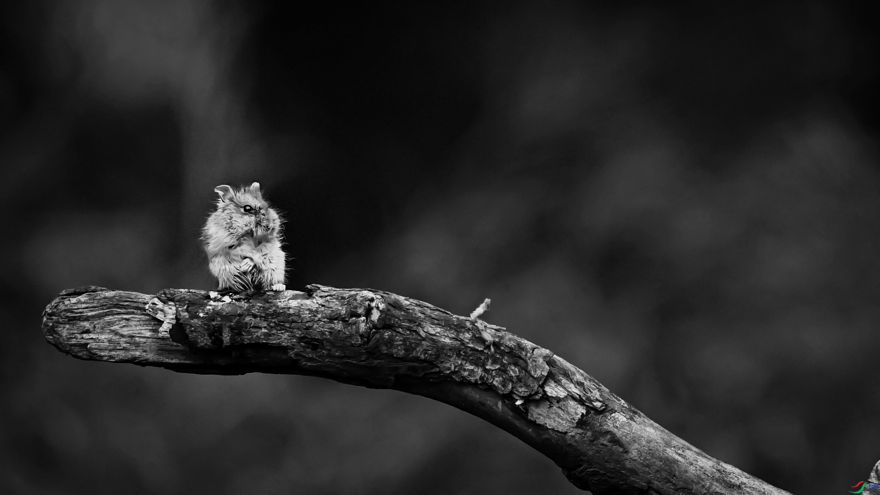 DSC_3276z.jpg