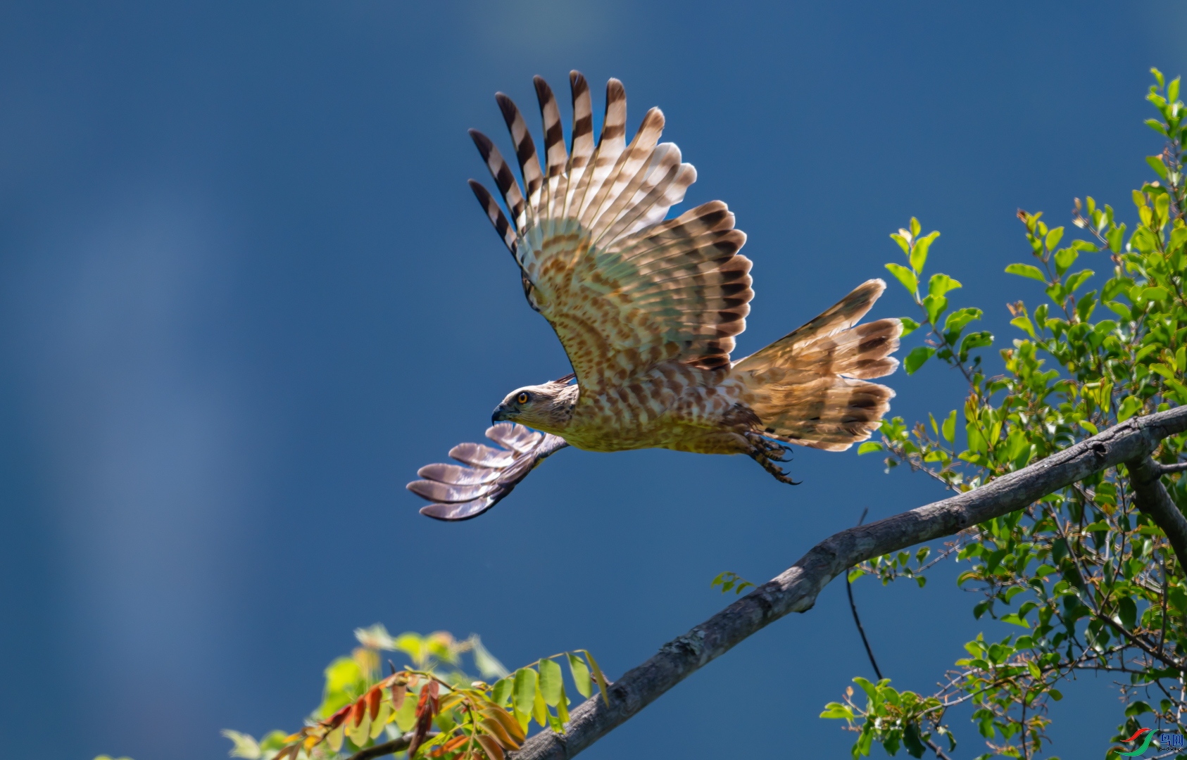 DSC_7682-DxO_DeepPRIME 3-2.jpg