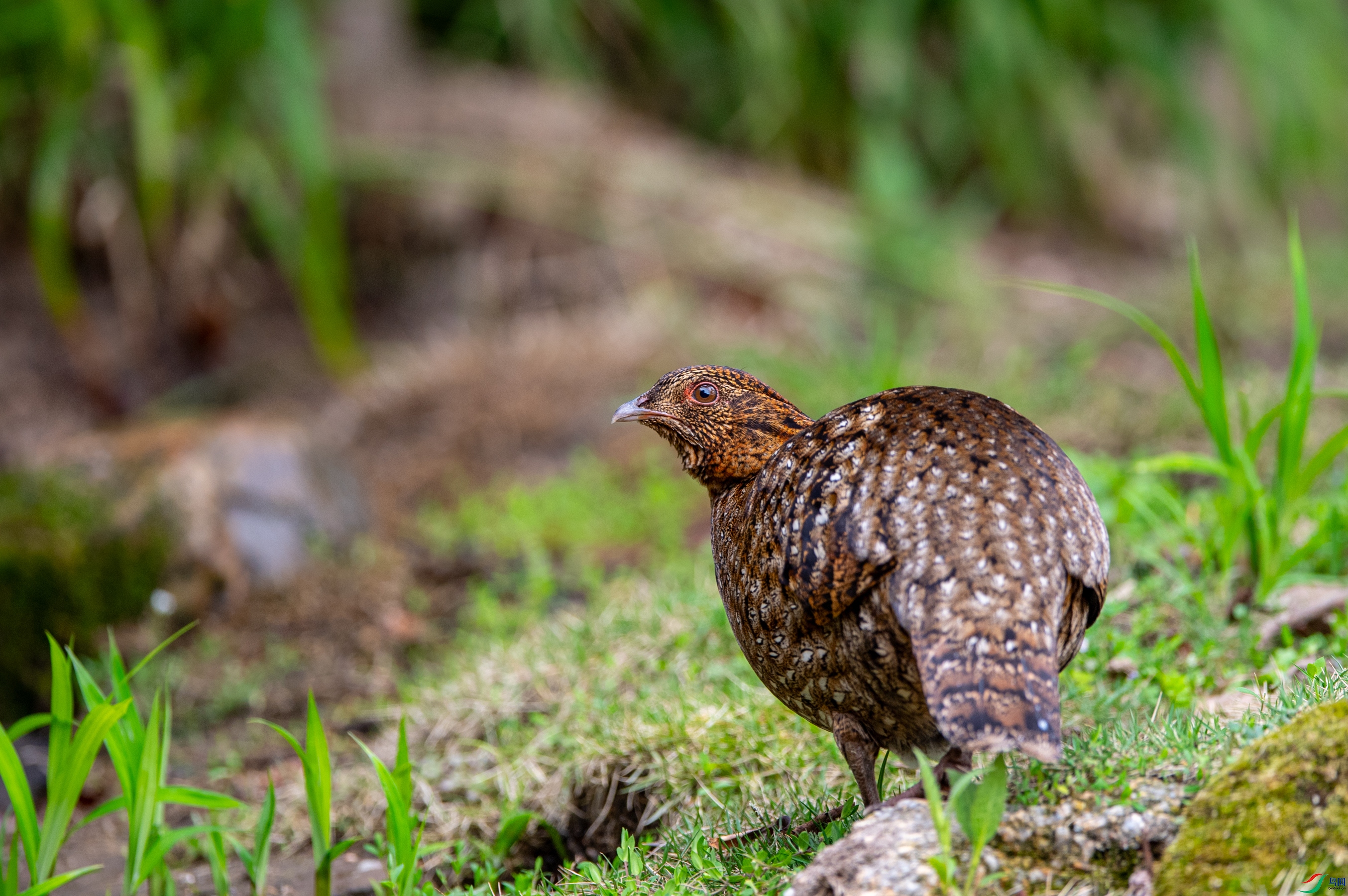 DSC_5426�Ƹ�����.JPG
