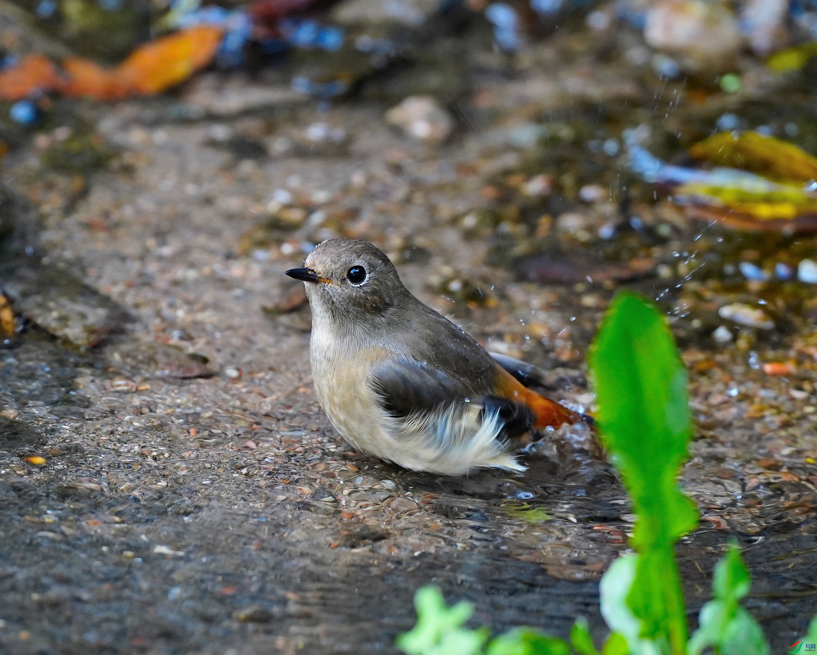 DSC06132_01.JPG