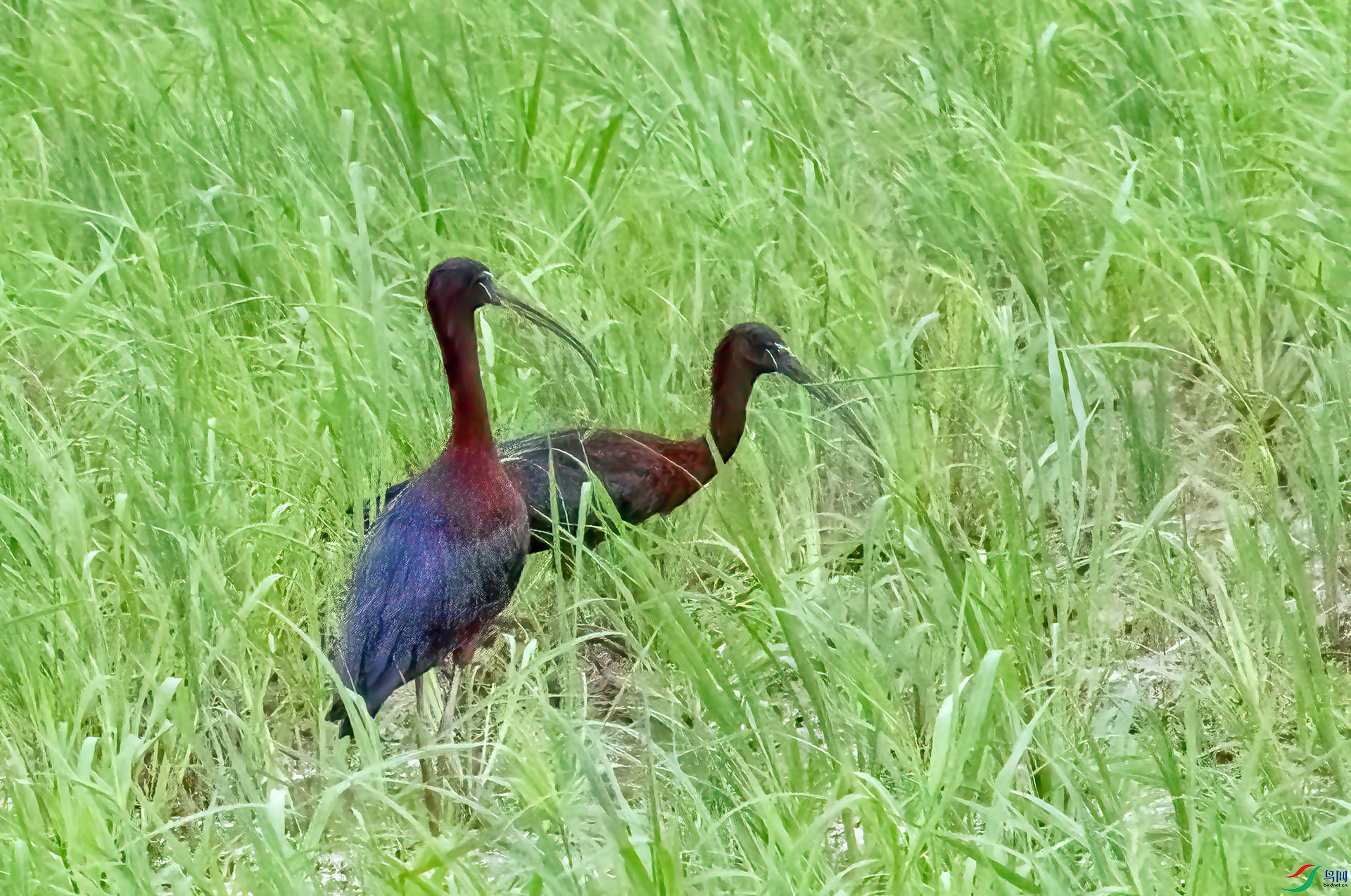 060A8769 ����-Sha---1 .jpg