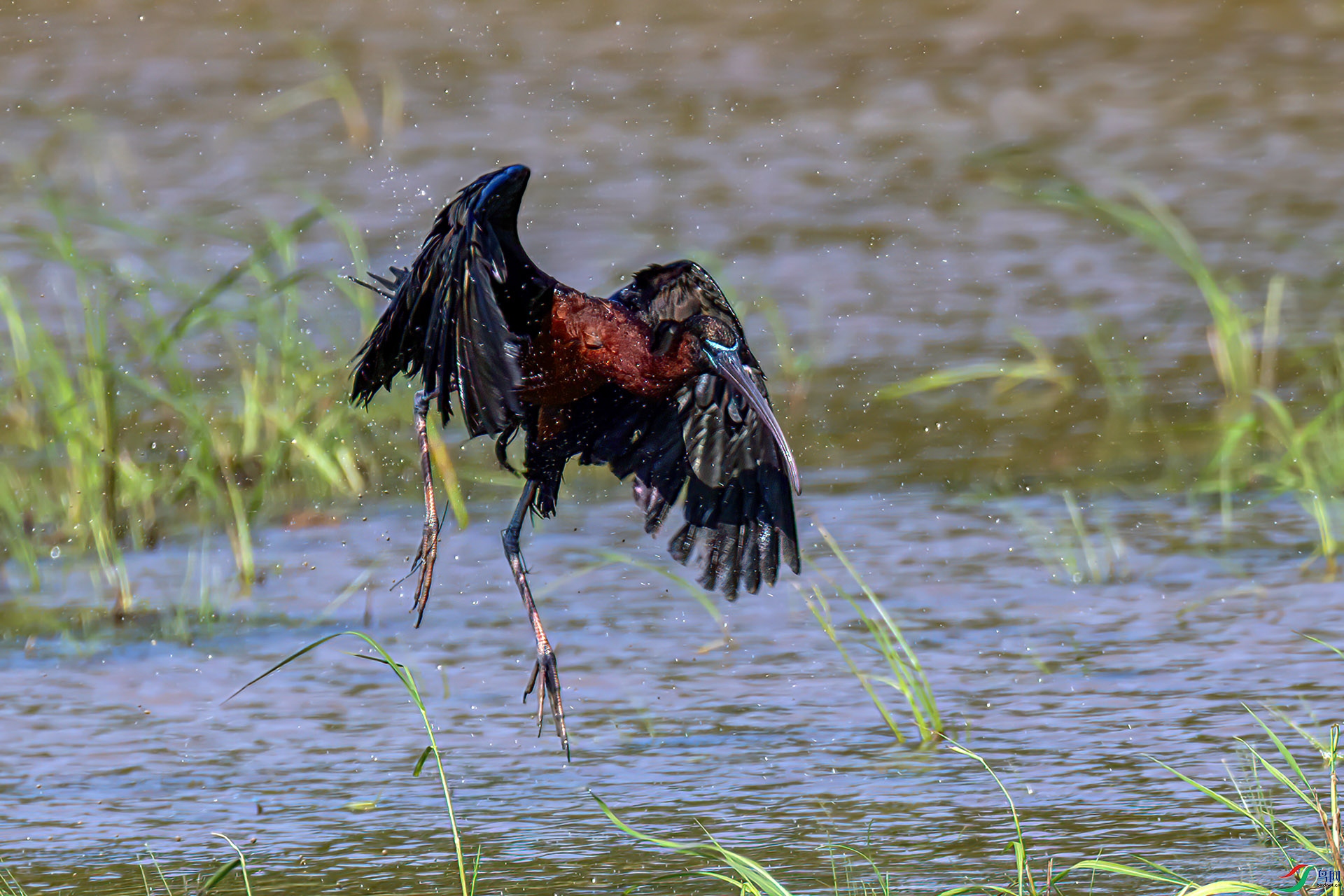 060A7168 ����-Sha---1 .jpg