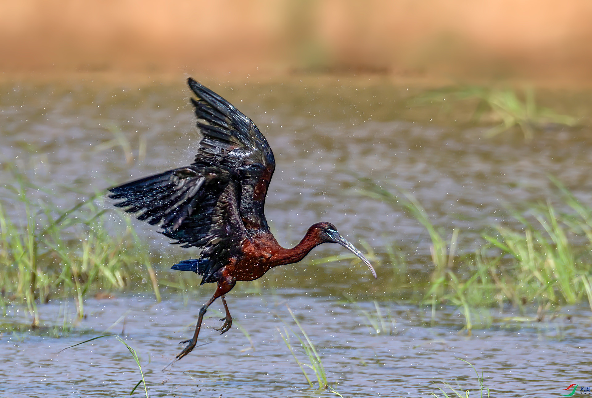 060A7166 ����-Sh---1 .jpg