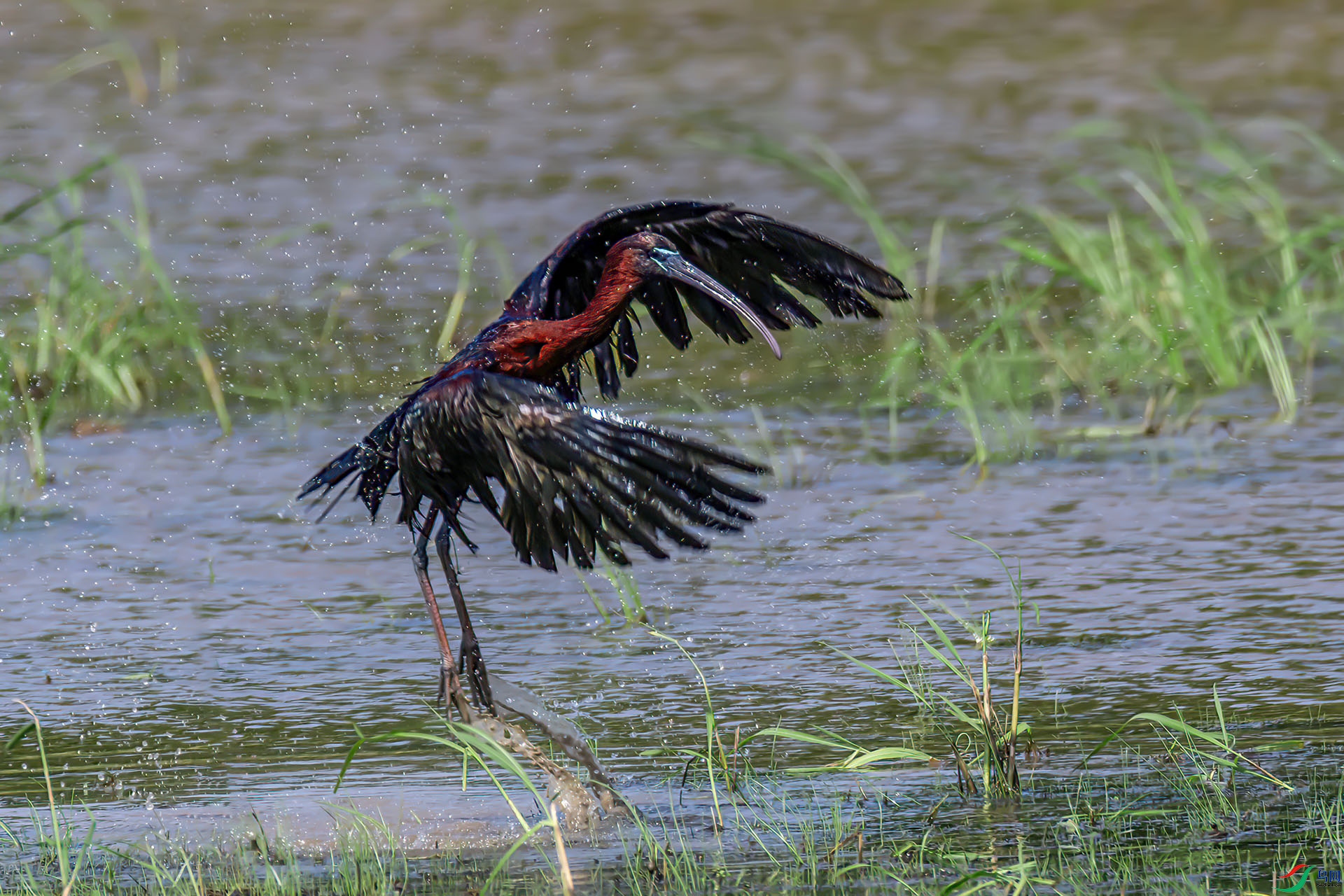 060A7165 ����-Sh---1 .jpg