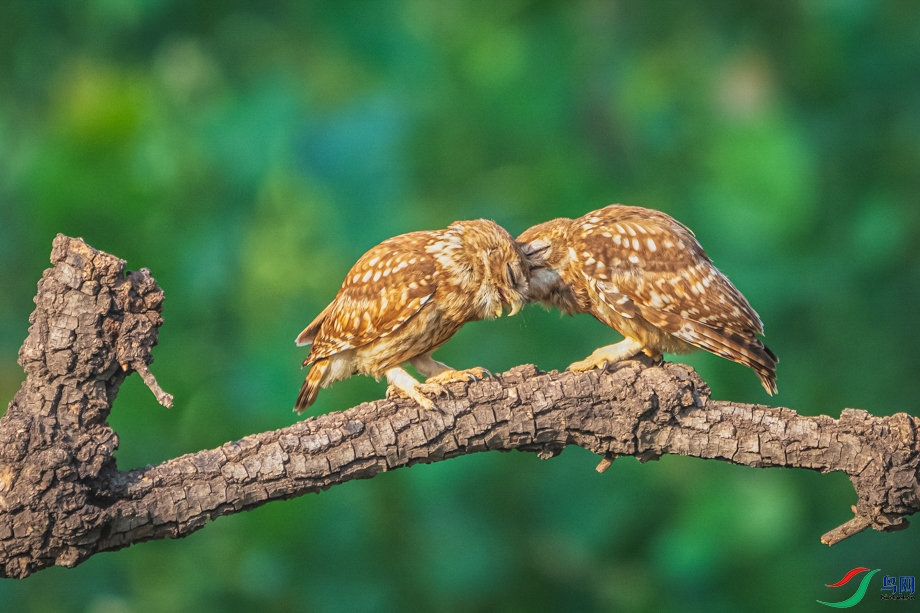 ����-1 ����.jpg