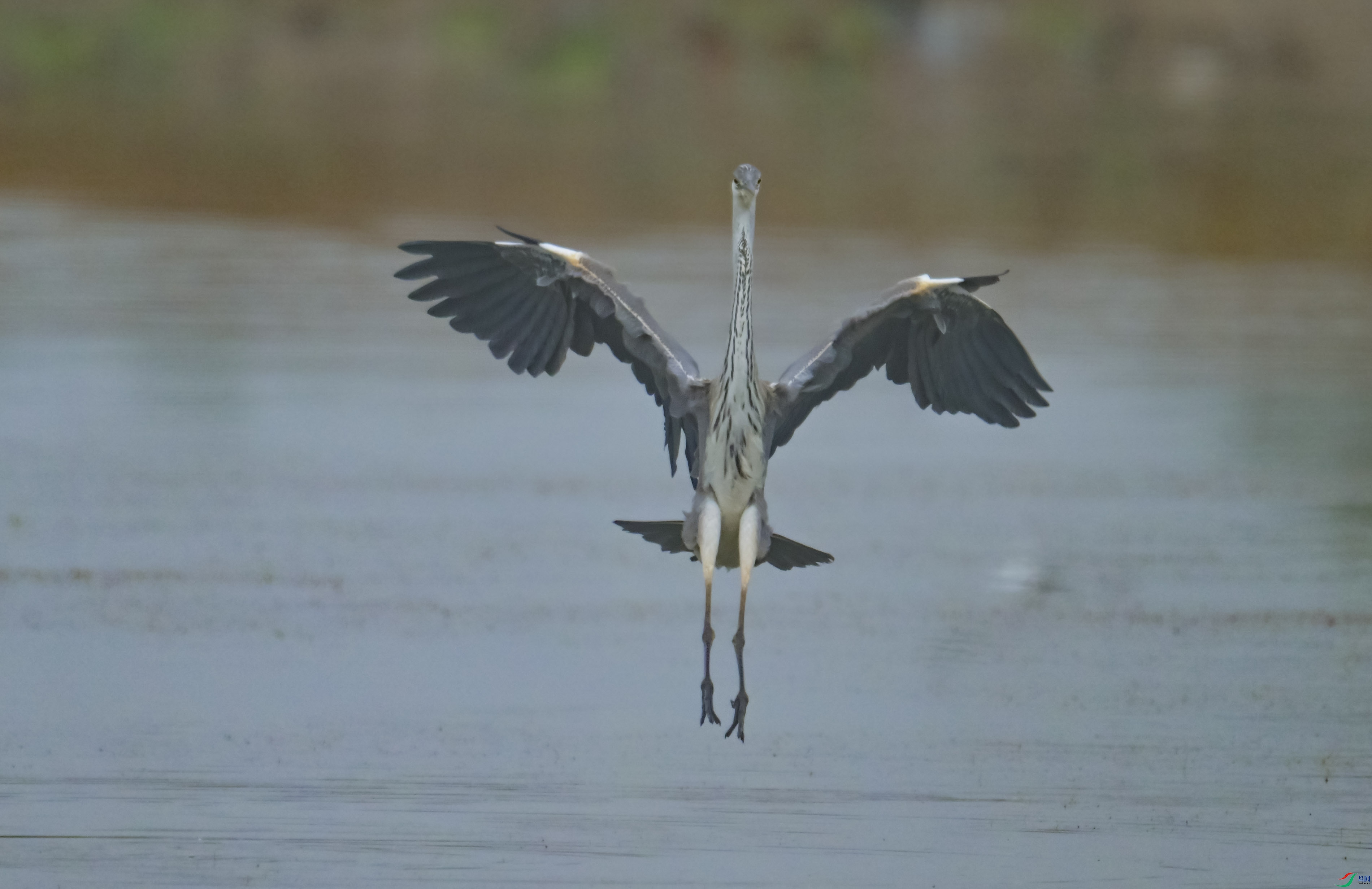 DSC_7343.jpg