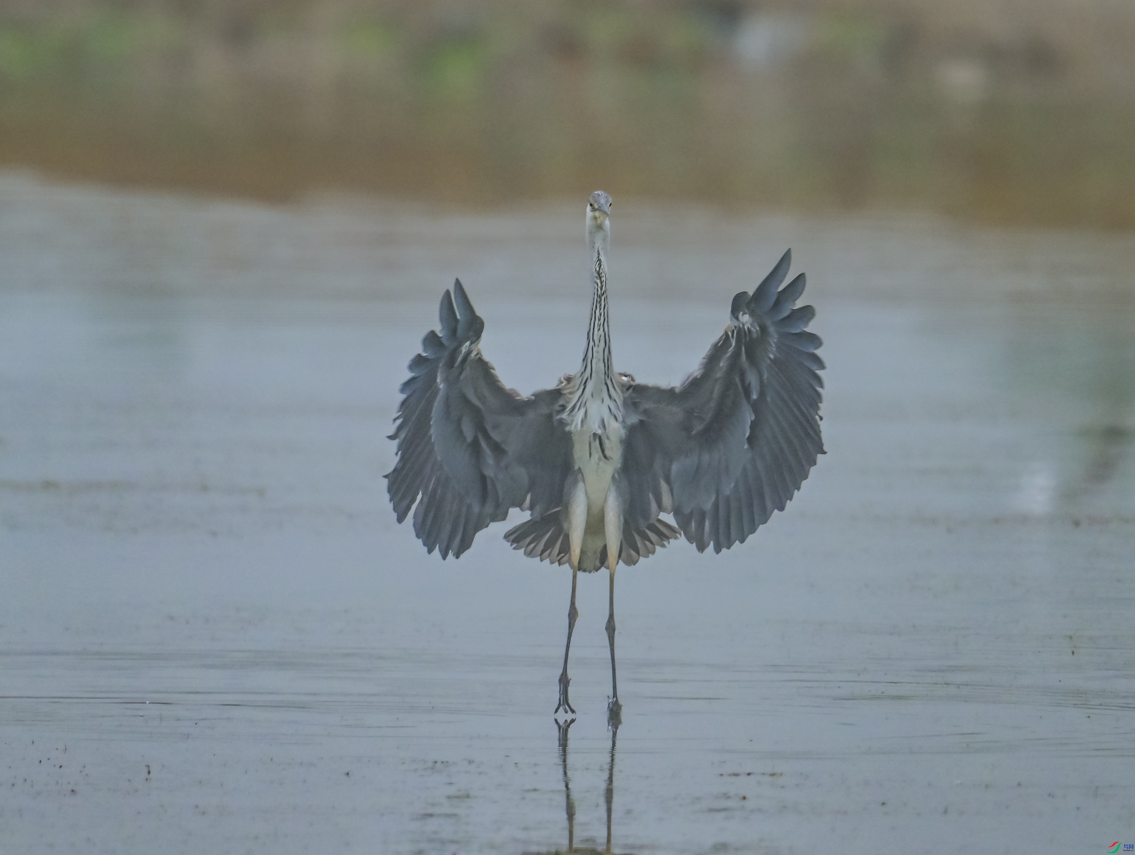 DSC_7345.jpg