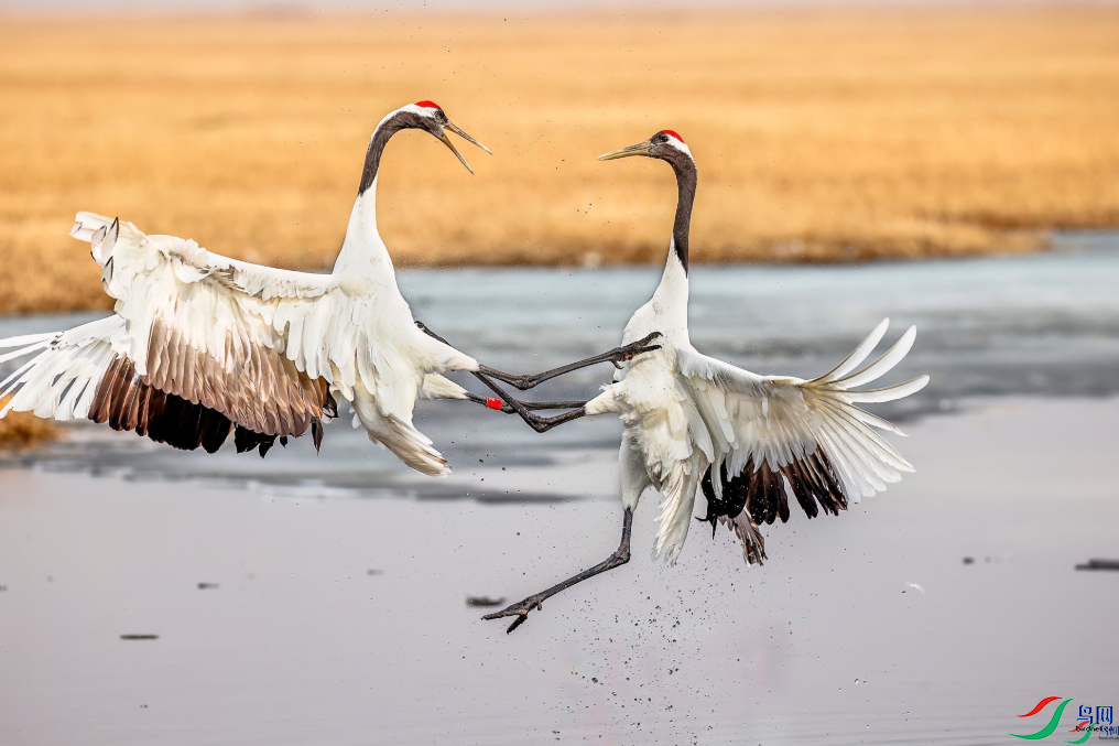 �������ѡ����裨�ٻ�������������Ŀ��� 8.png