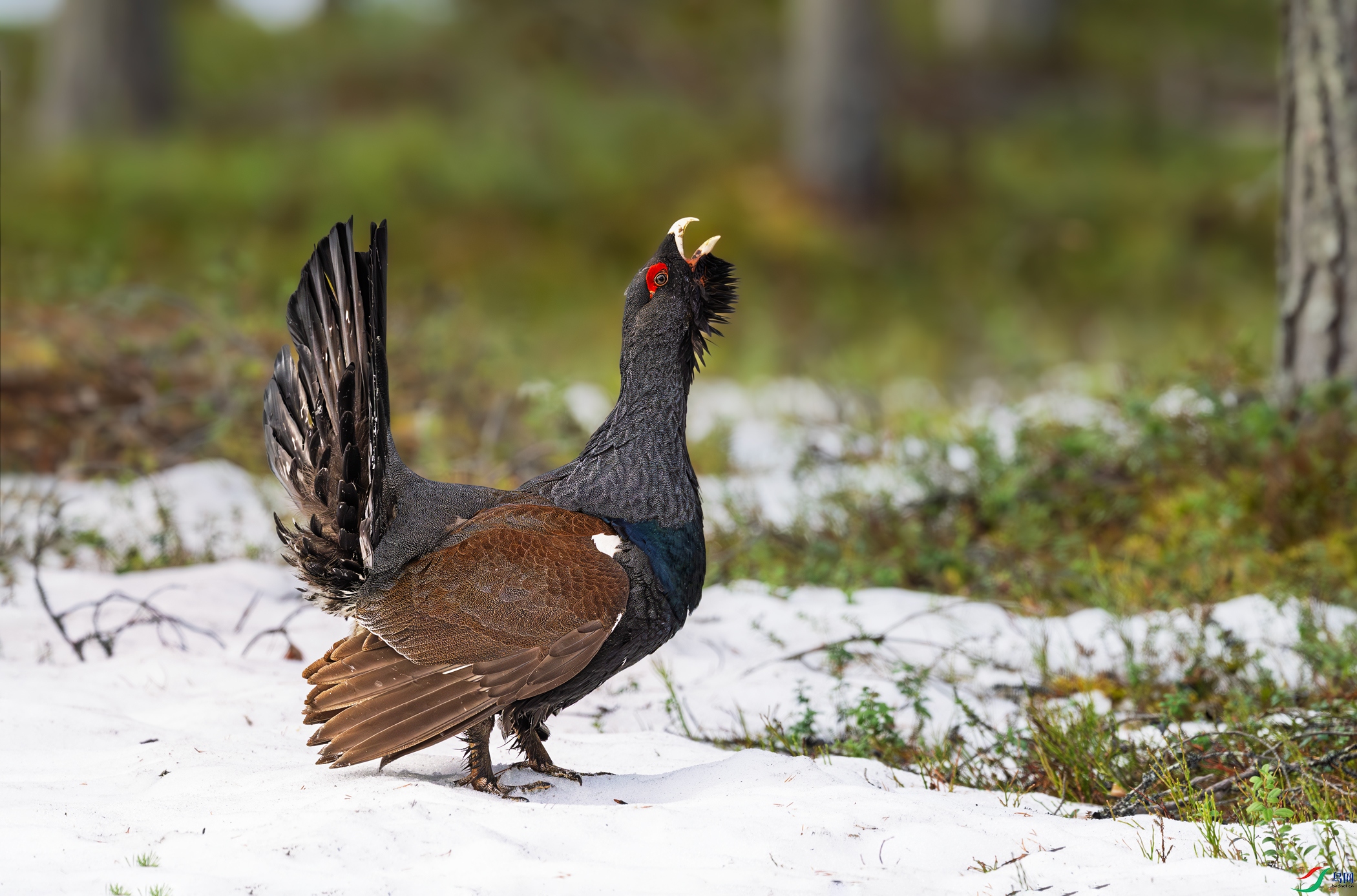 DSC_8147-1.jpg