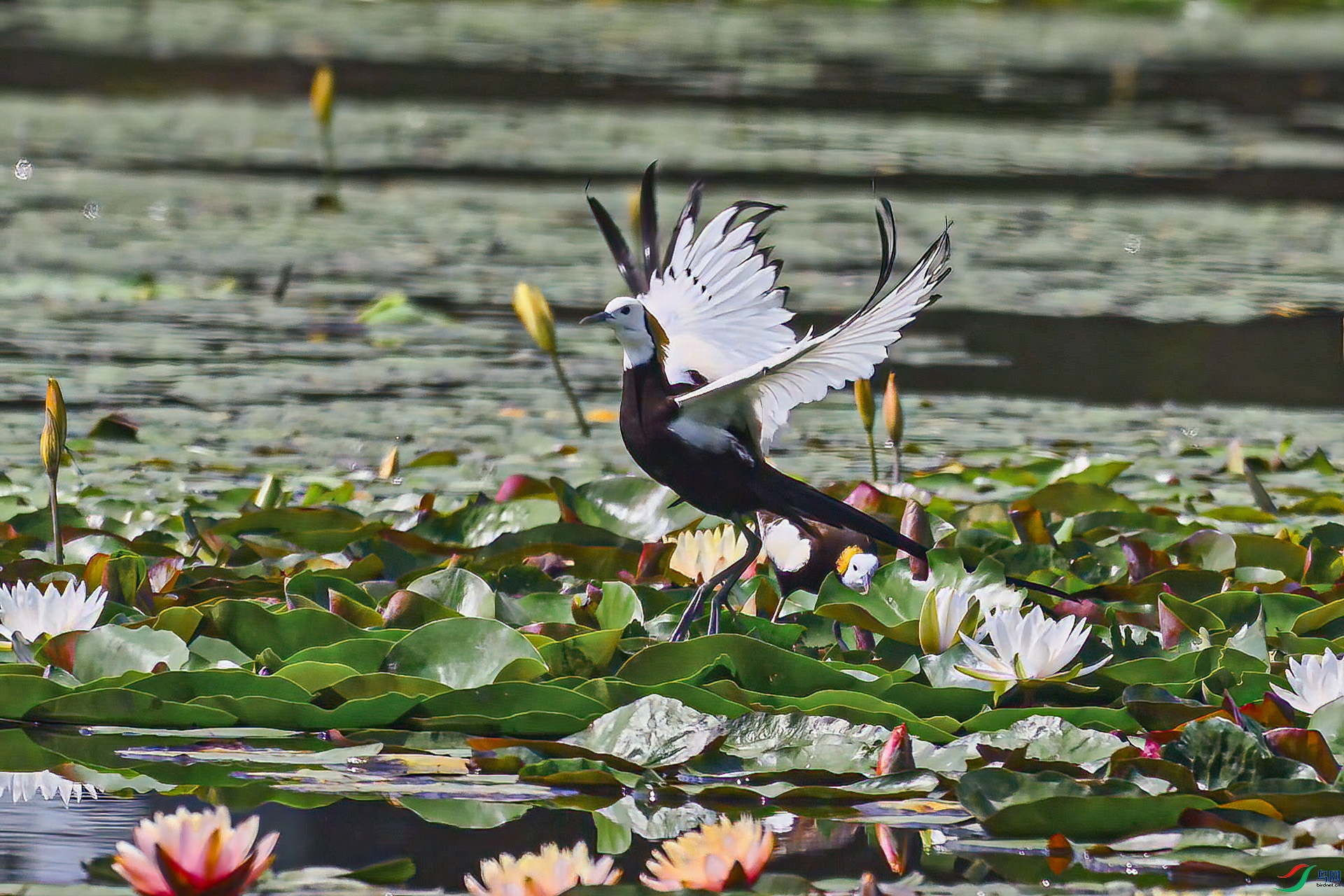 DSC_4328 ����.jpg