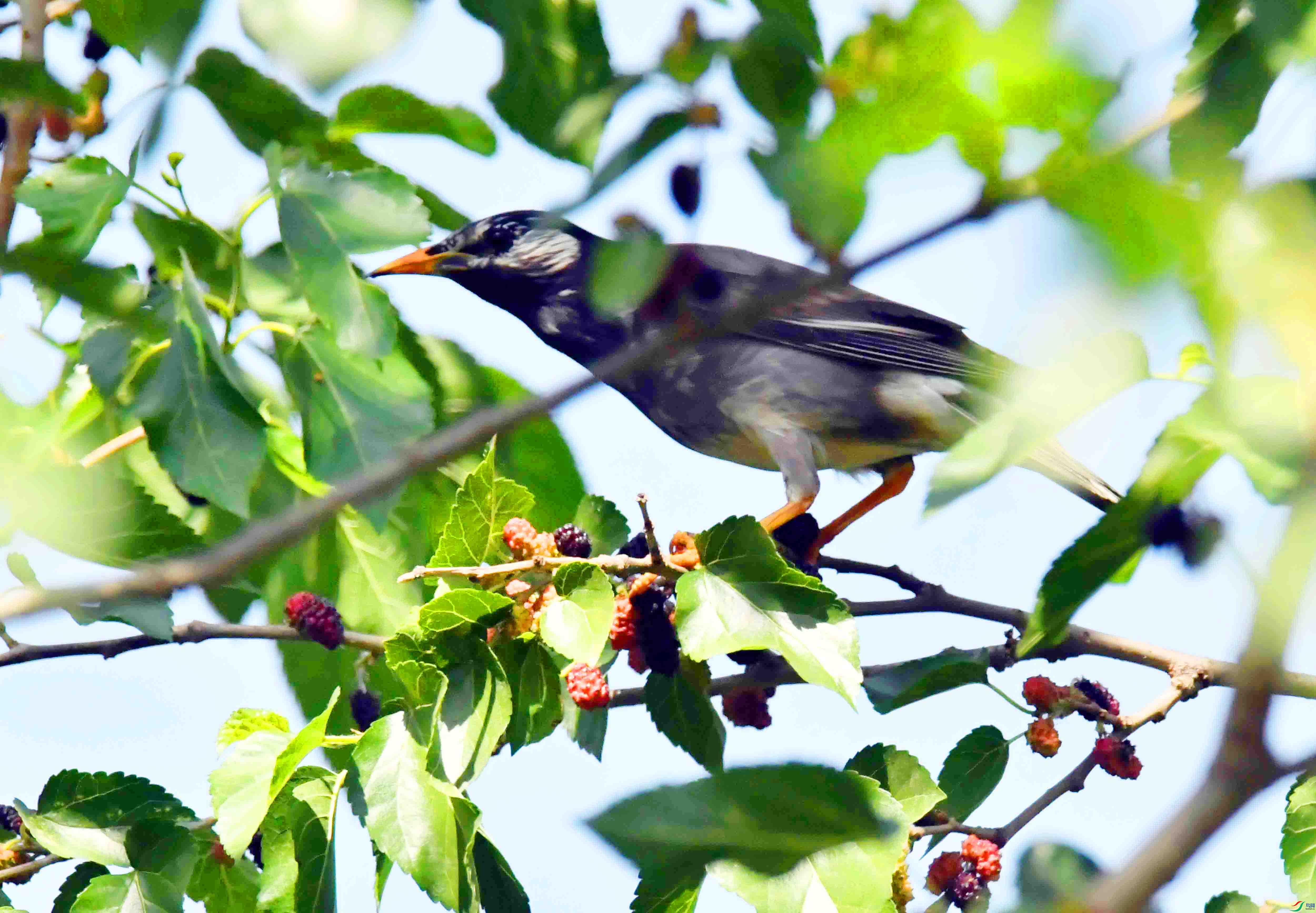 DSC_0234.JPG