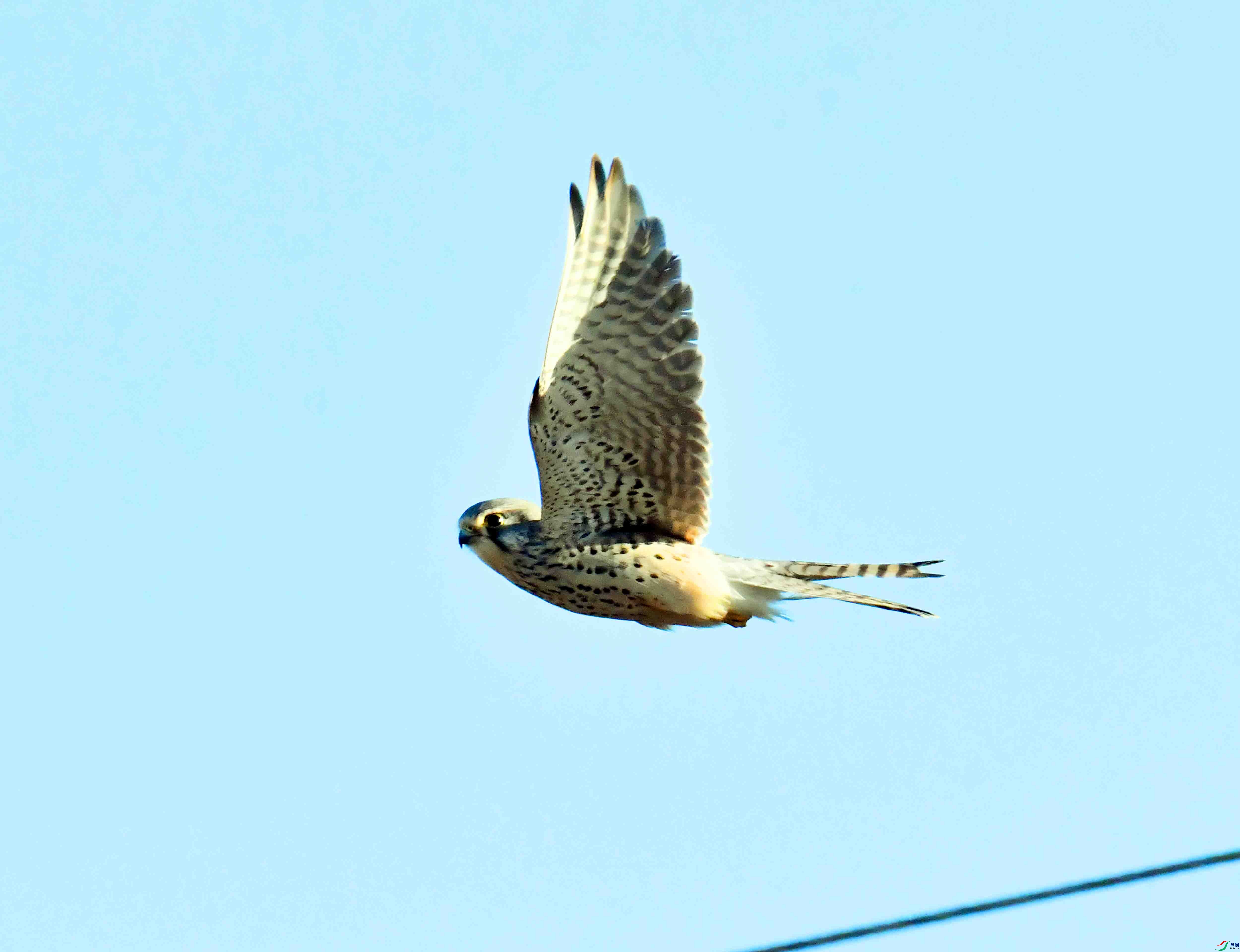 DSC_8382.JPG