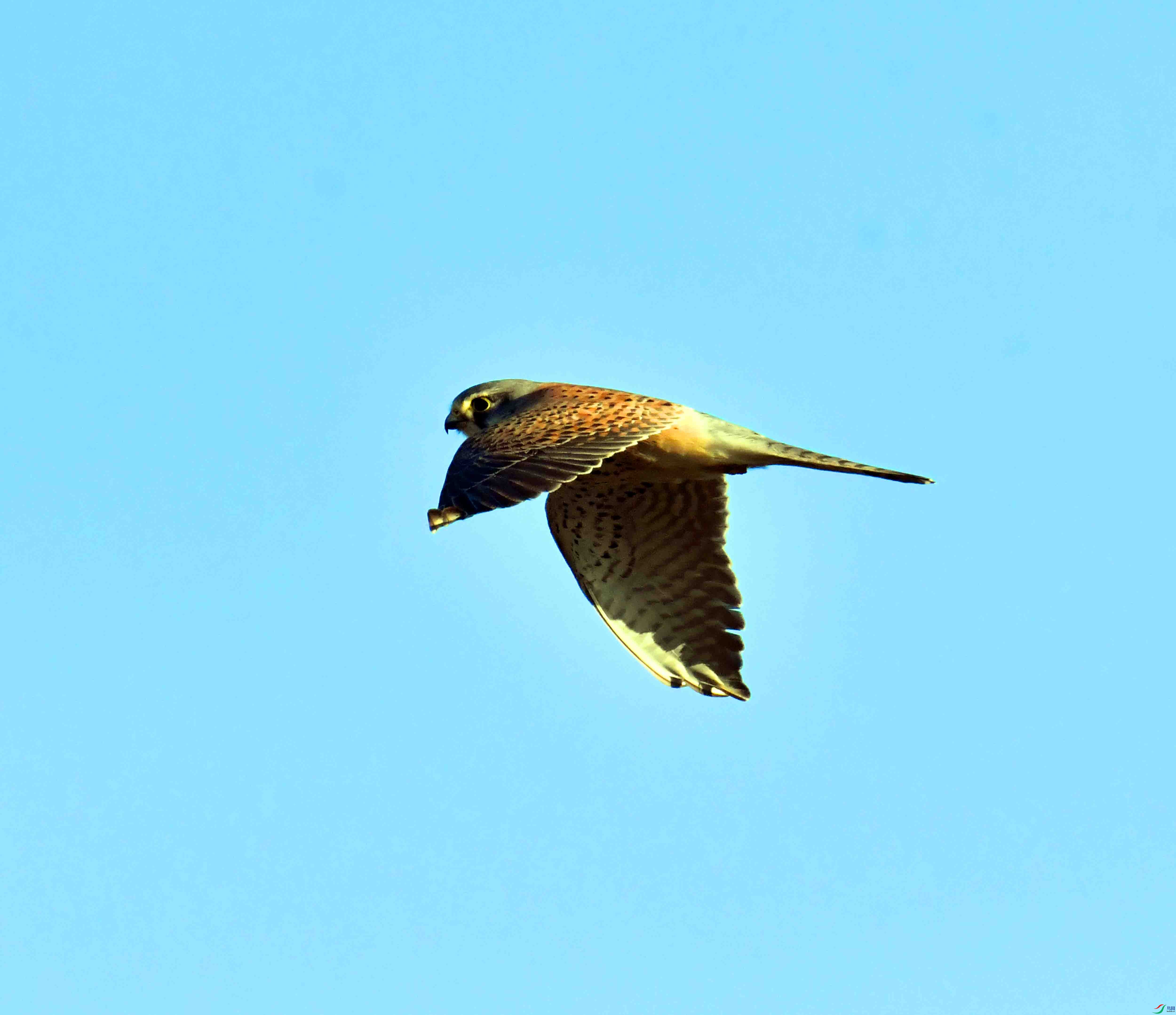 DSC_8390.JPG