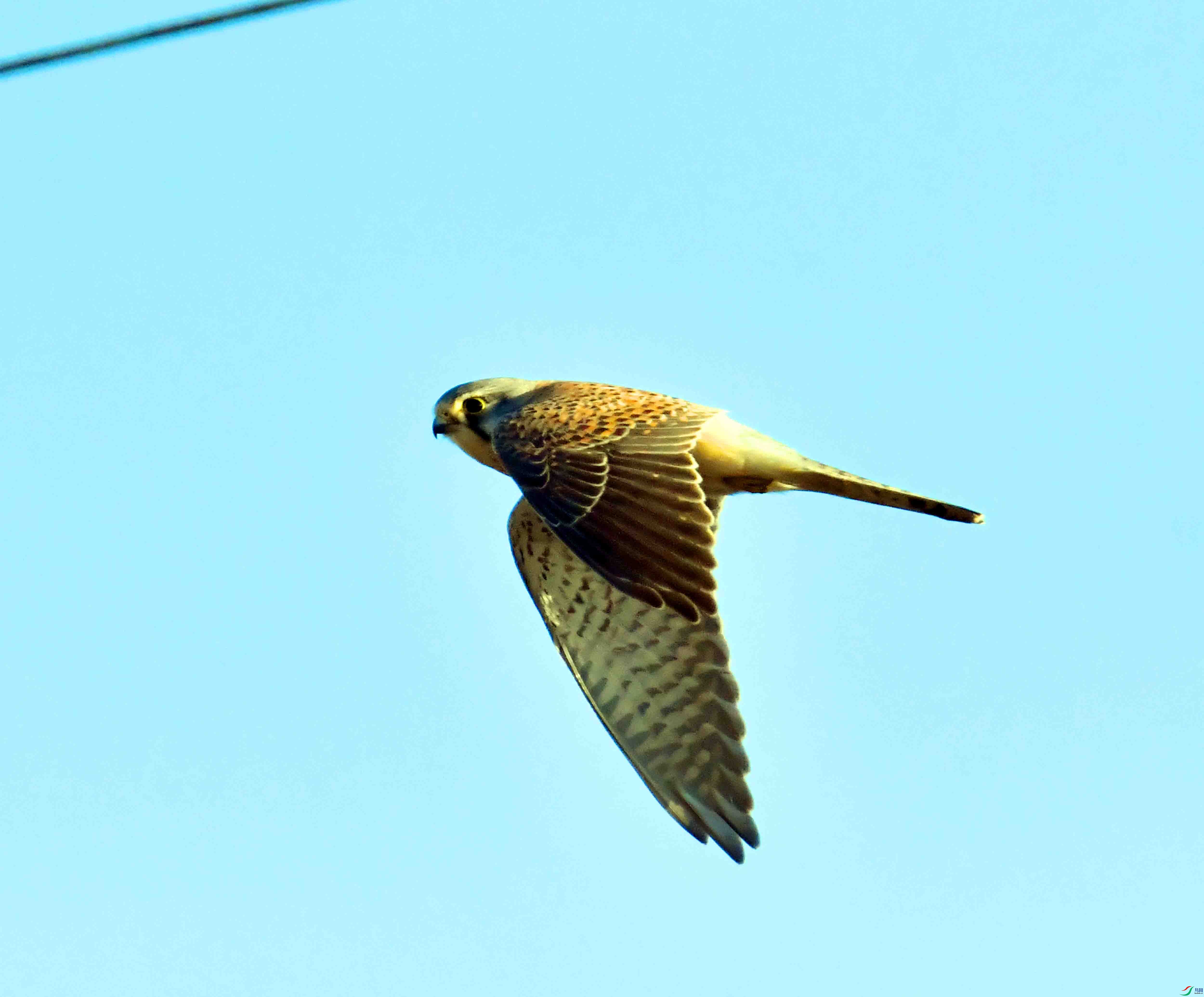 DSC_8384.JPG