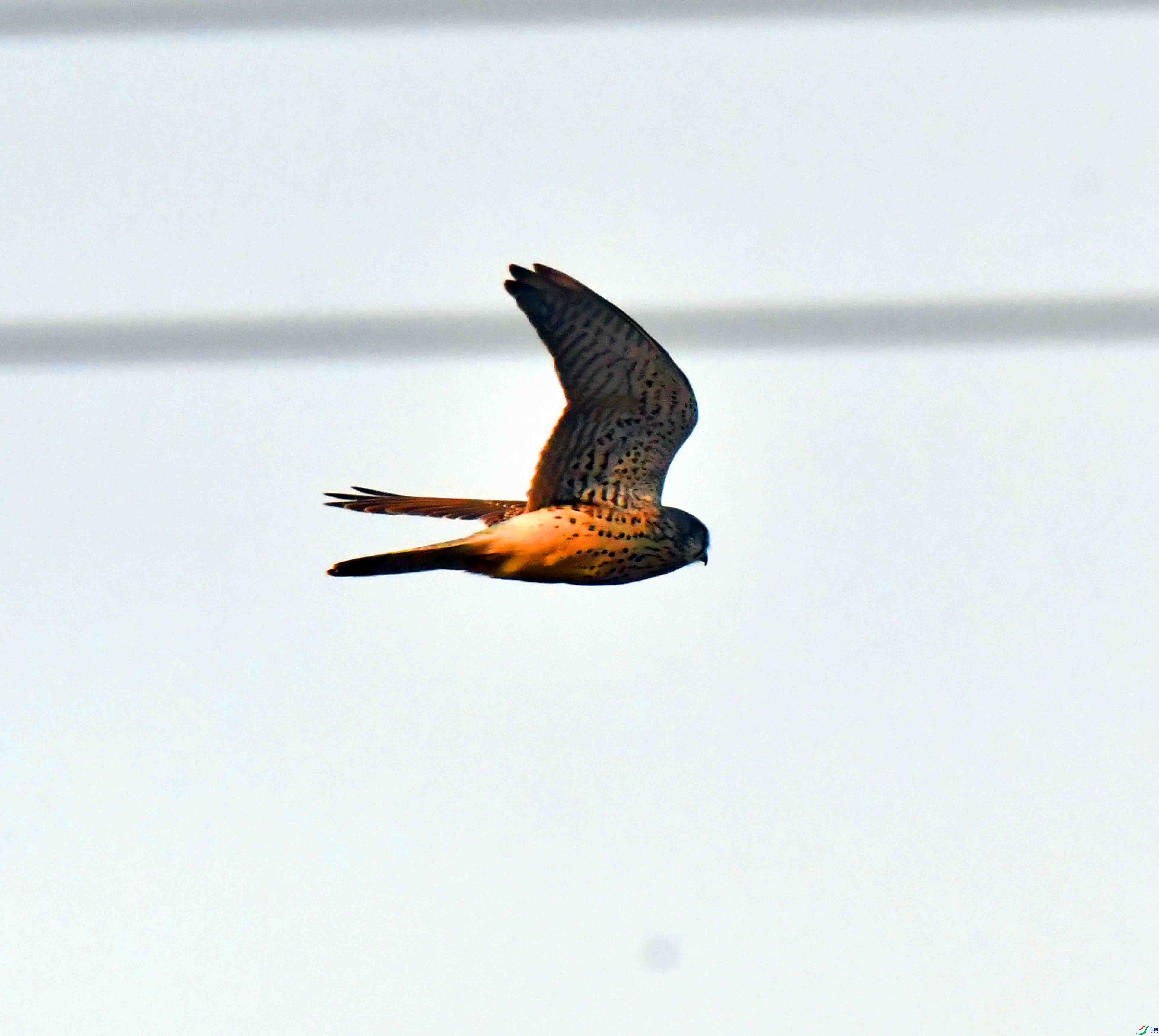 DSC_8618.JPG