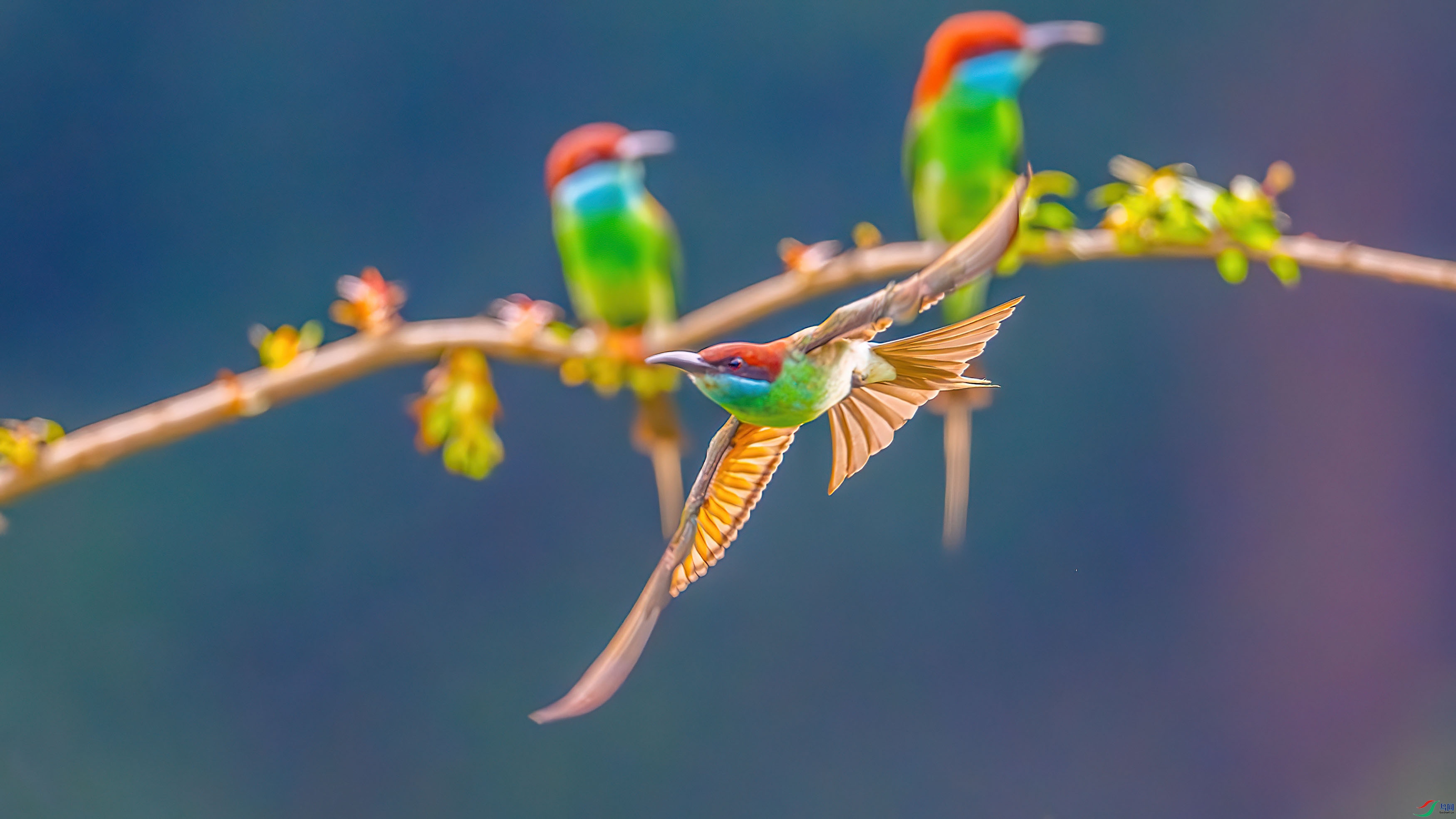 DSC_6519-����ǿ-NR.jpg