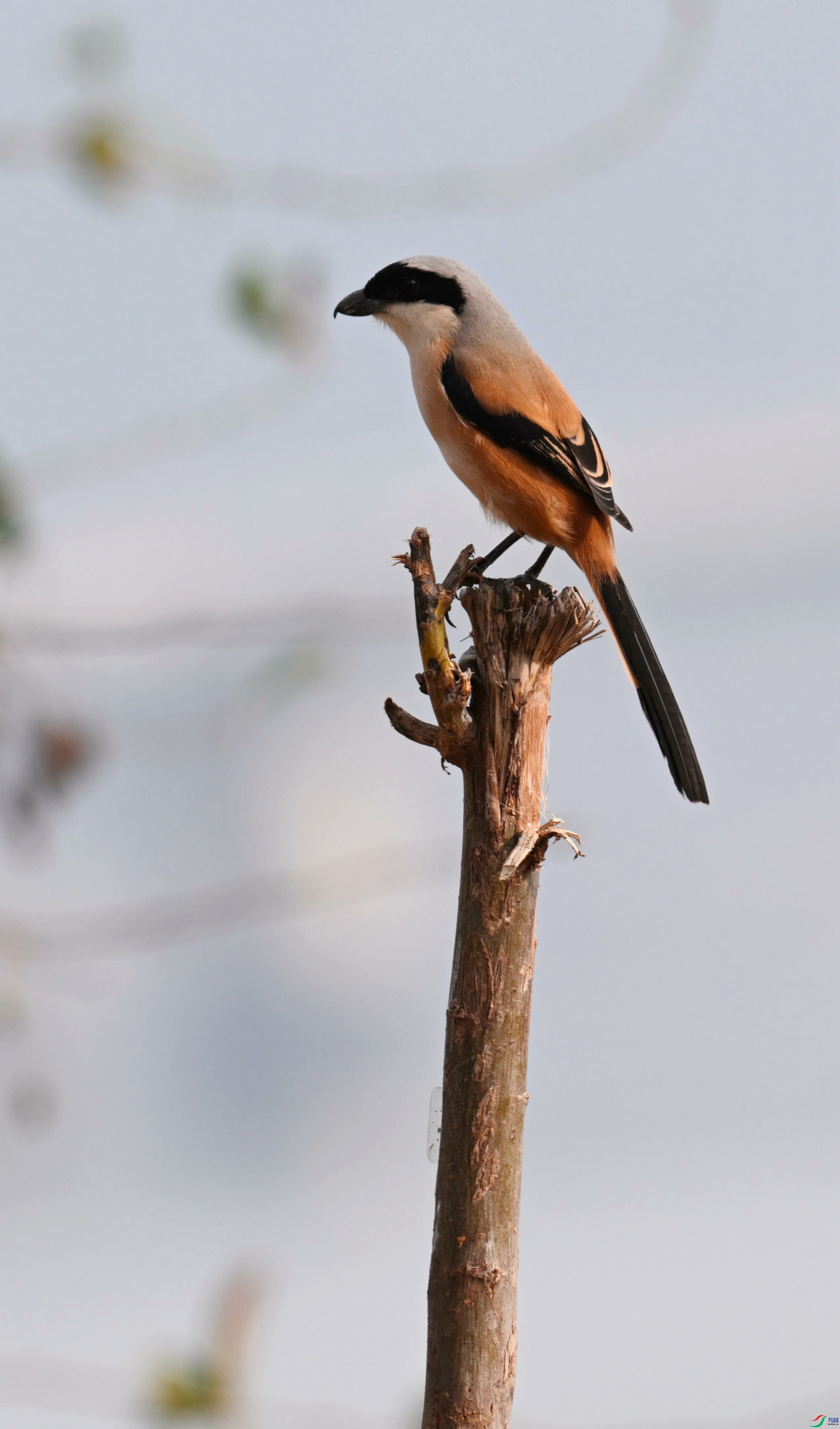 DSC_5925.jpg