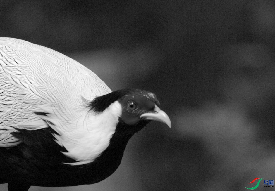 _DSC0044zzz.jpg
