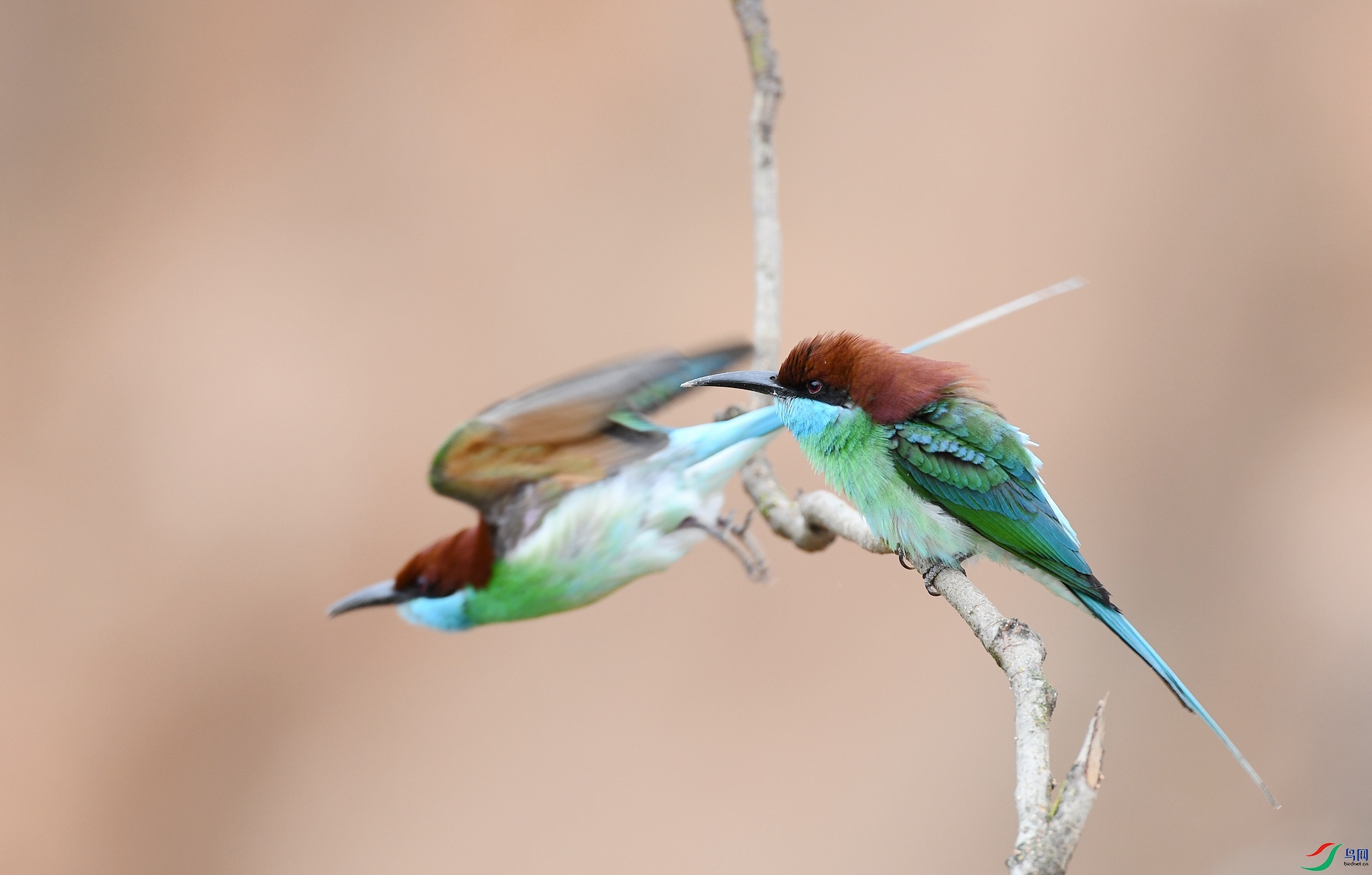 DSC_9238.jpg