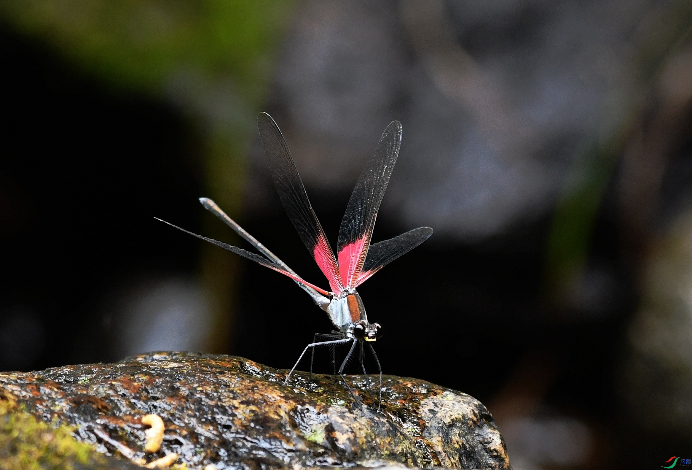 DSC_9050.jpg