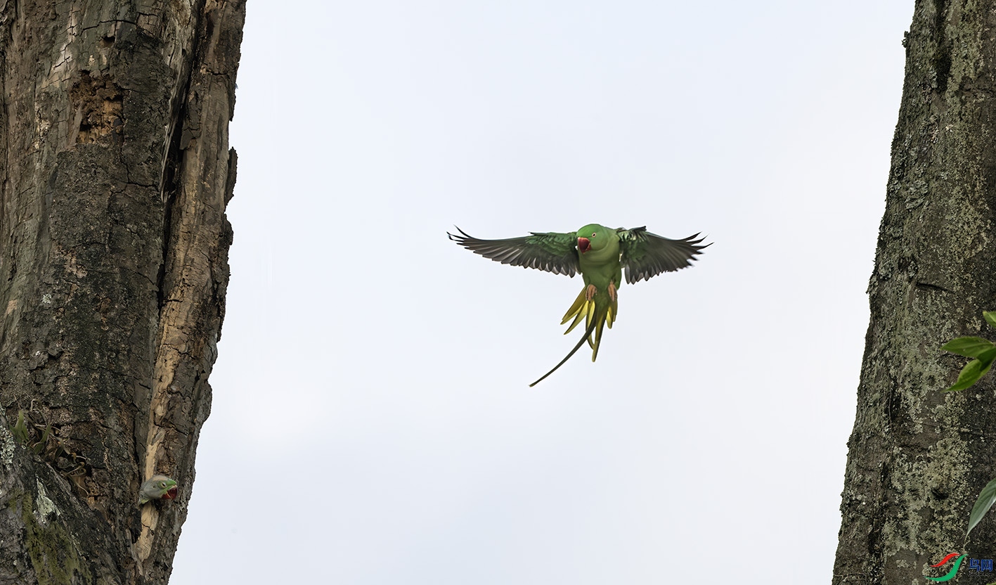 DSC_2979-����ǿ-NR ����.jpg