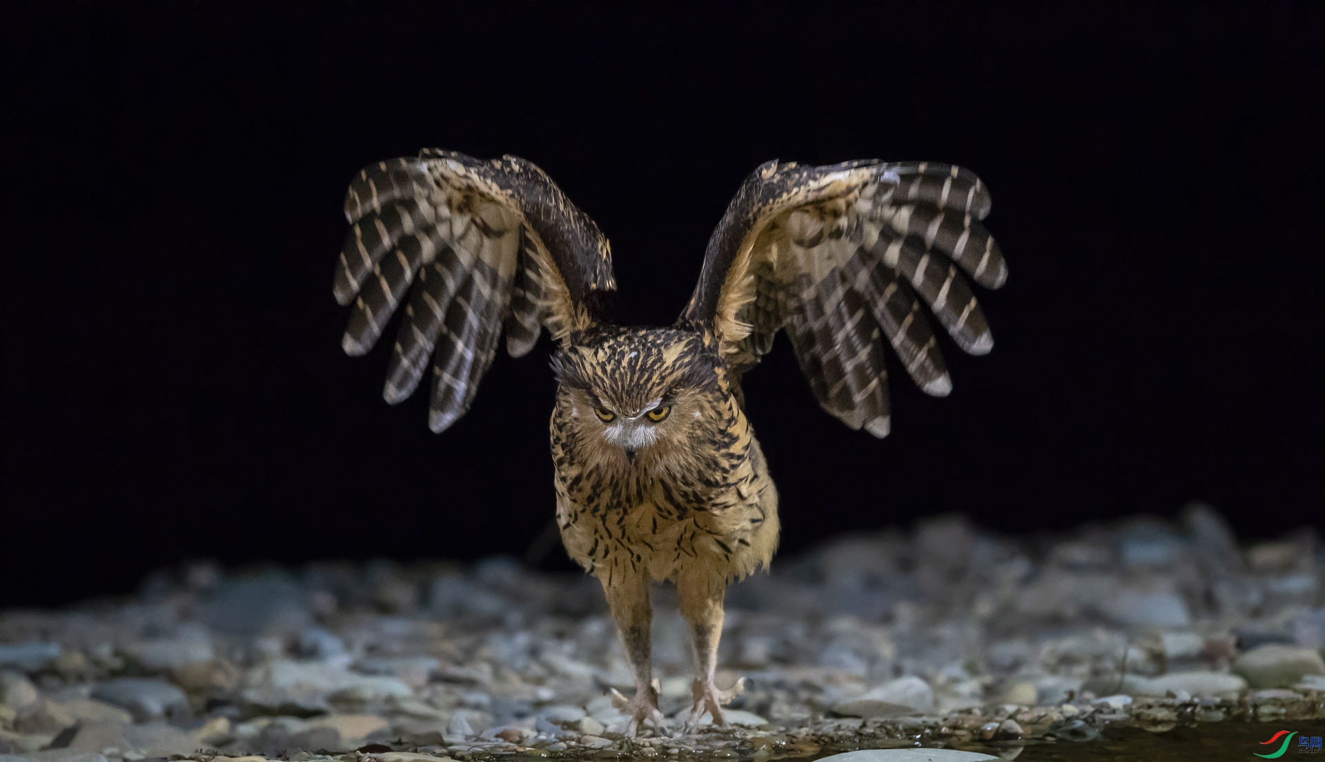 DSC_�������^-1 - ����.jpg