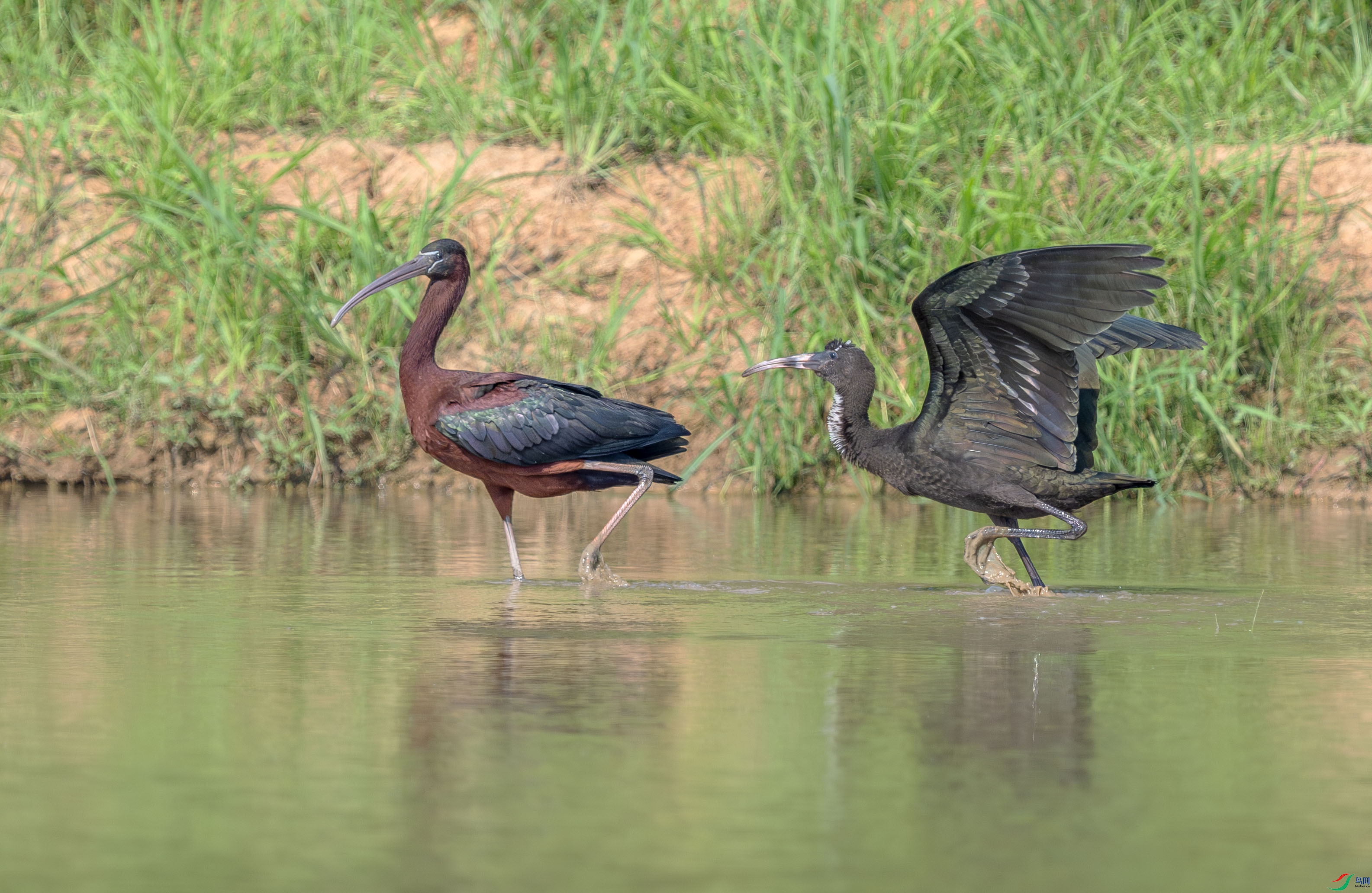 DSC_4512-����ǿ-NR ����.jpg