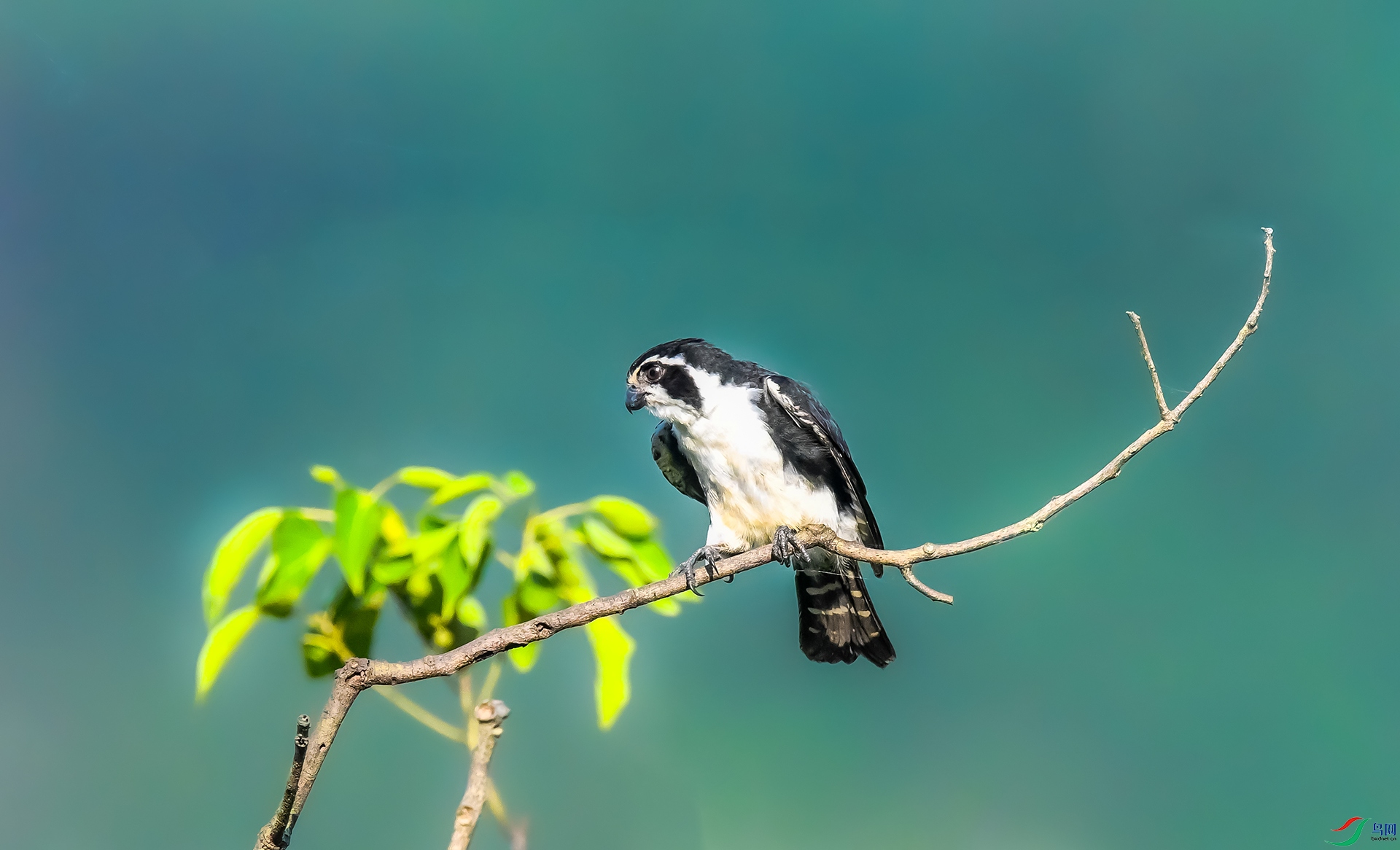 ����С��