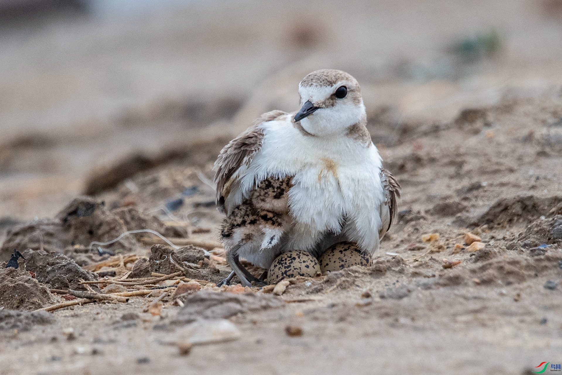 AV6I4539ɽ��-2 .jpg