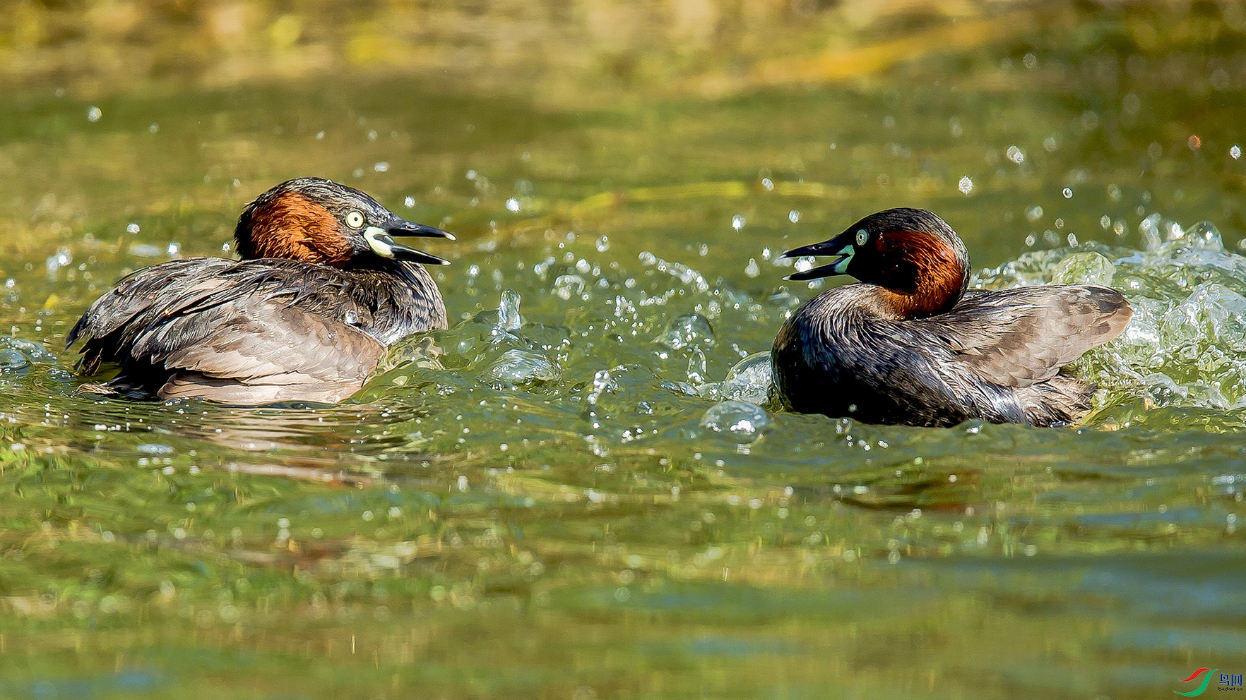 _MG_1242 ����.jpg