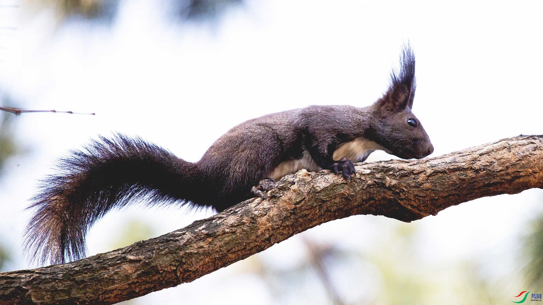 _MG_7774 ����.jpg