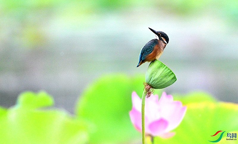 DSC_0239.JPG